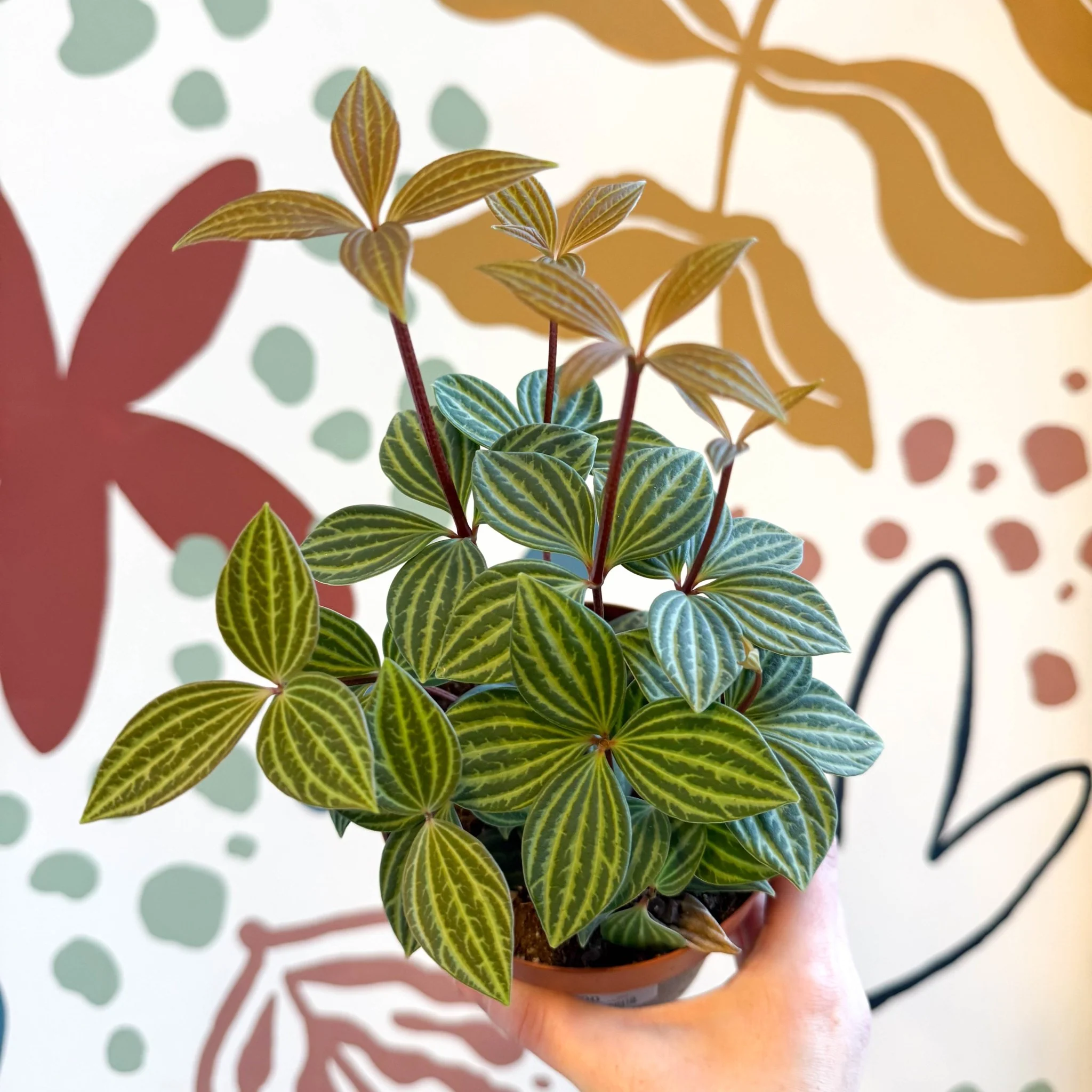 Peperomia tetragona - Image 9