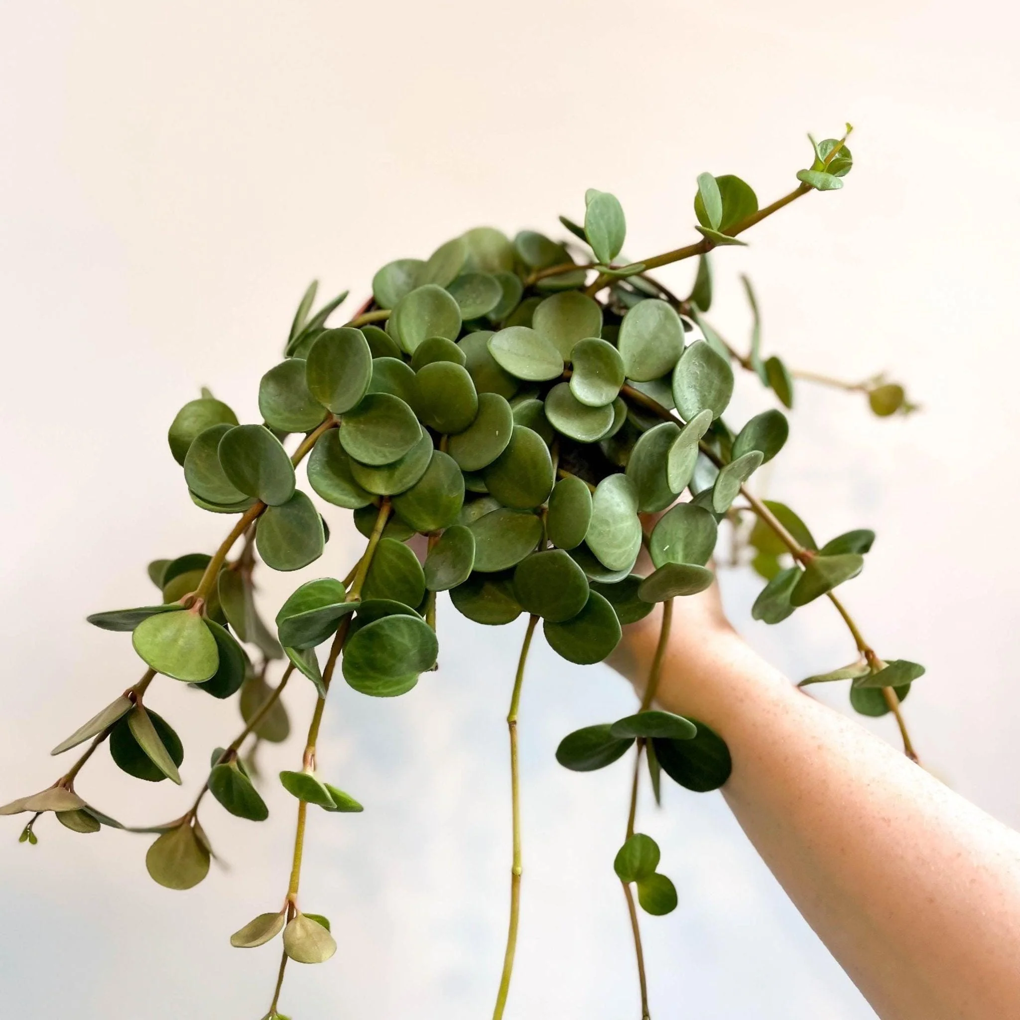 Peperomia tetraphylla 'Hope'