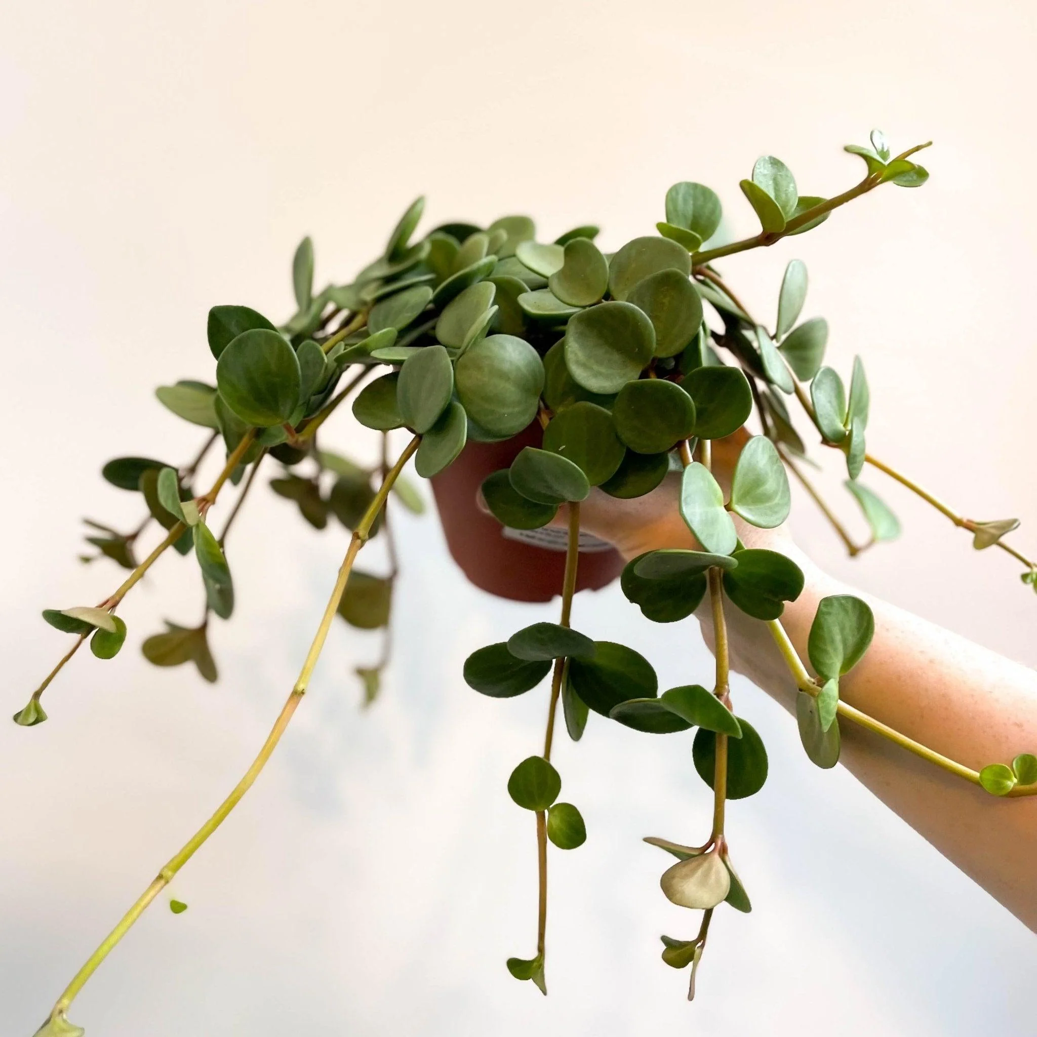 Peperomia tetraphylla 'Hope' - Image 10