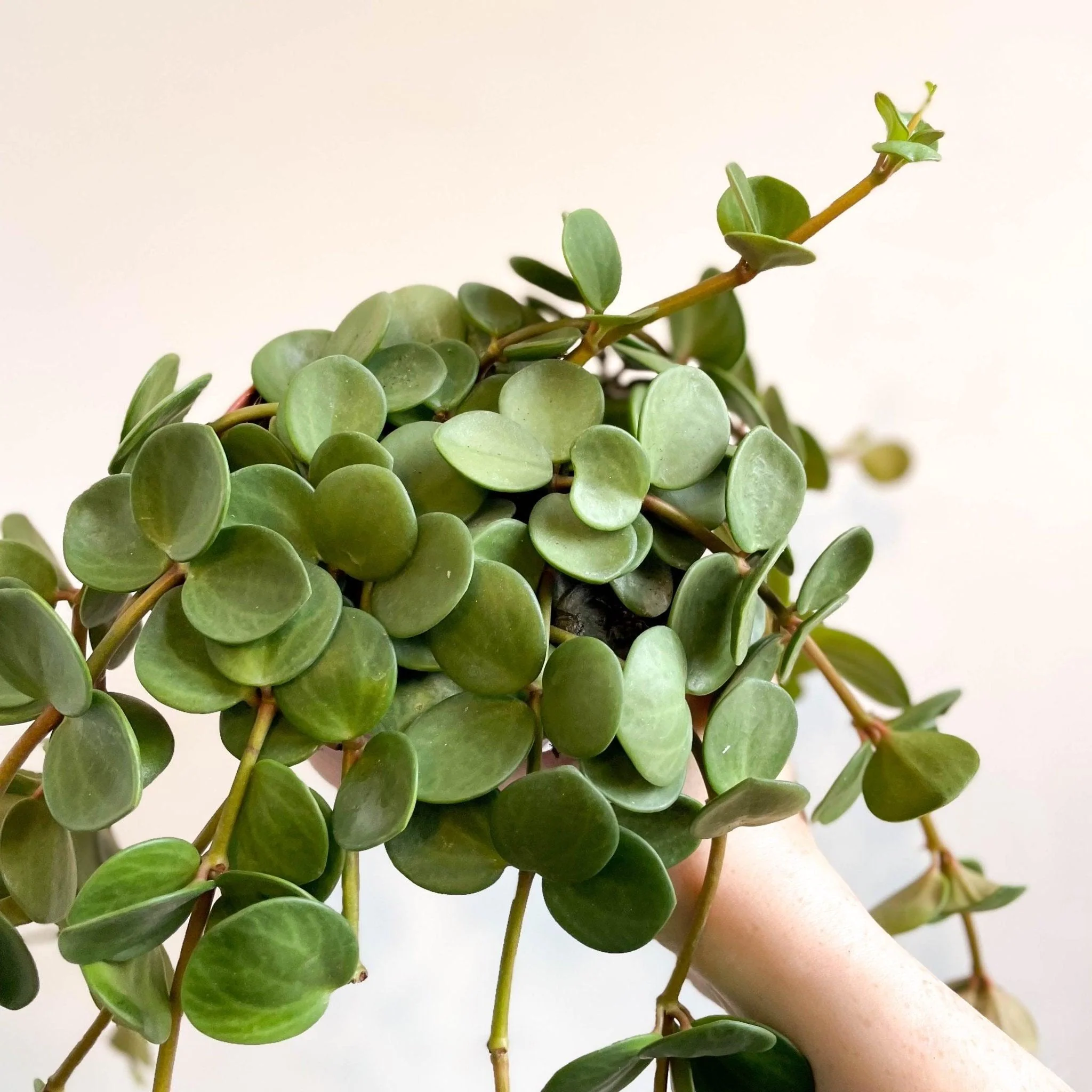 Peperomia tetraphylla 'Hope' - Image 2