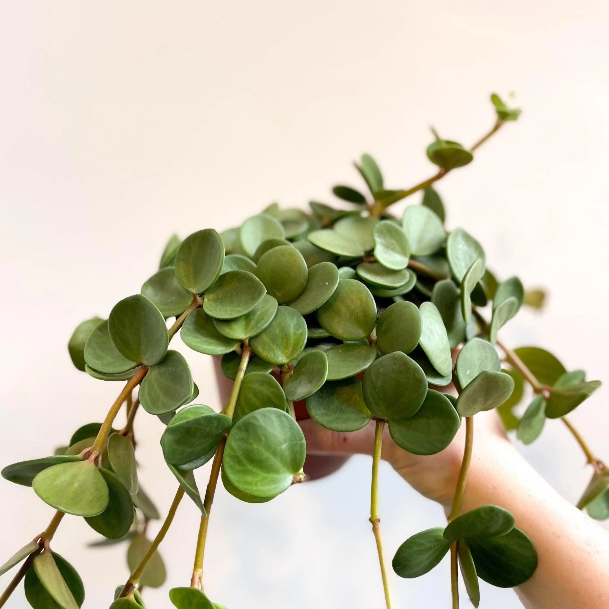 Peperomia tetraphylla 'Hope' - Image 3