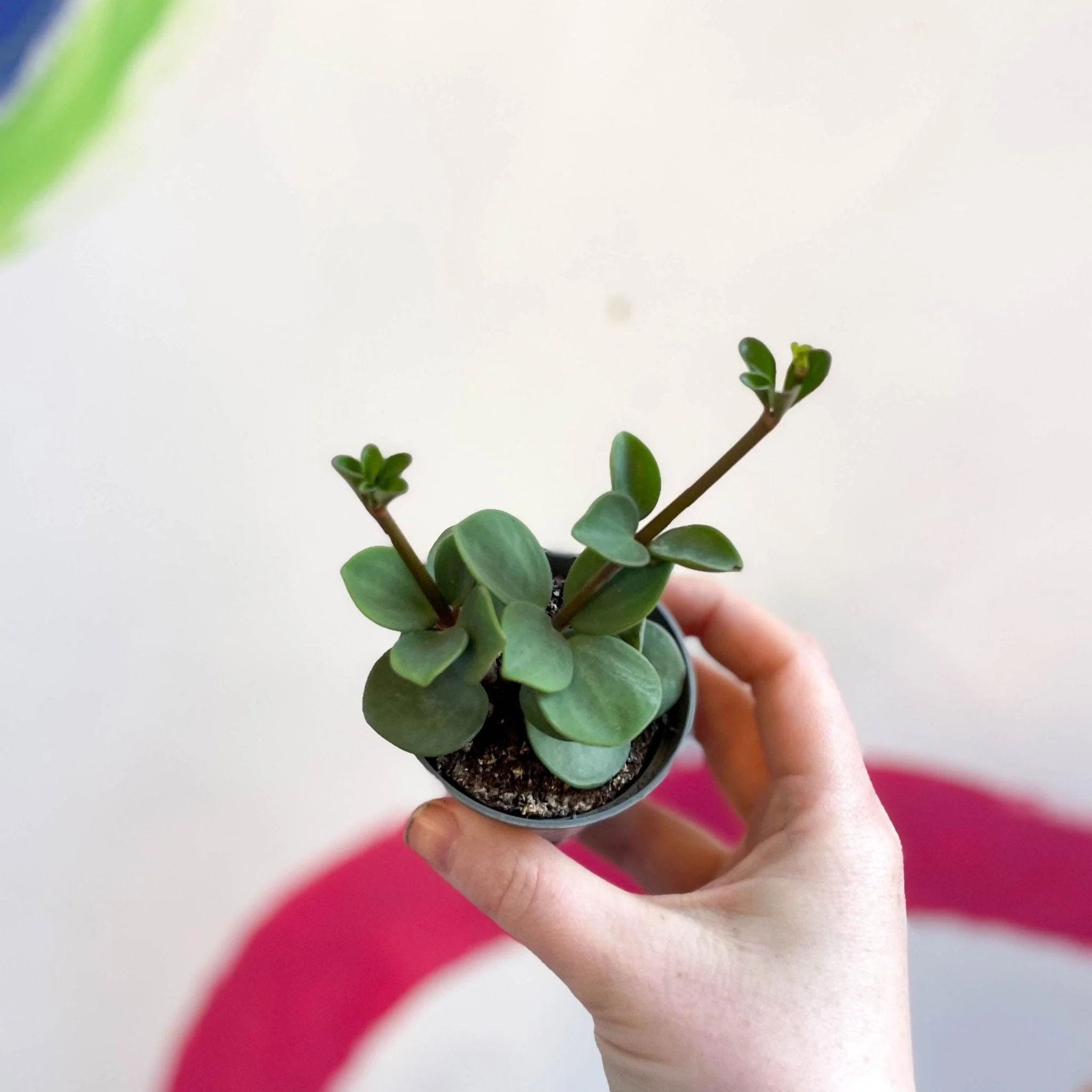 Peperomia tetraphylla 'Hope' - Image 4