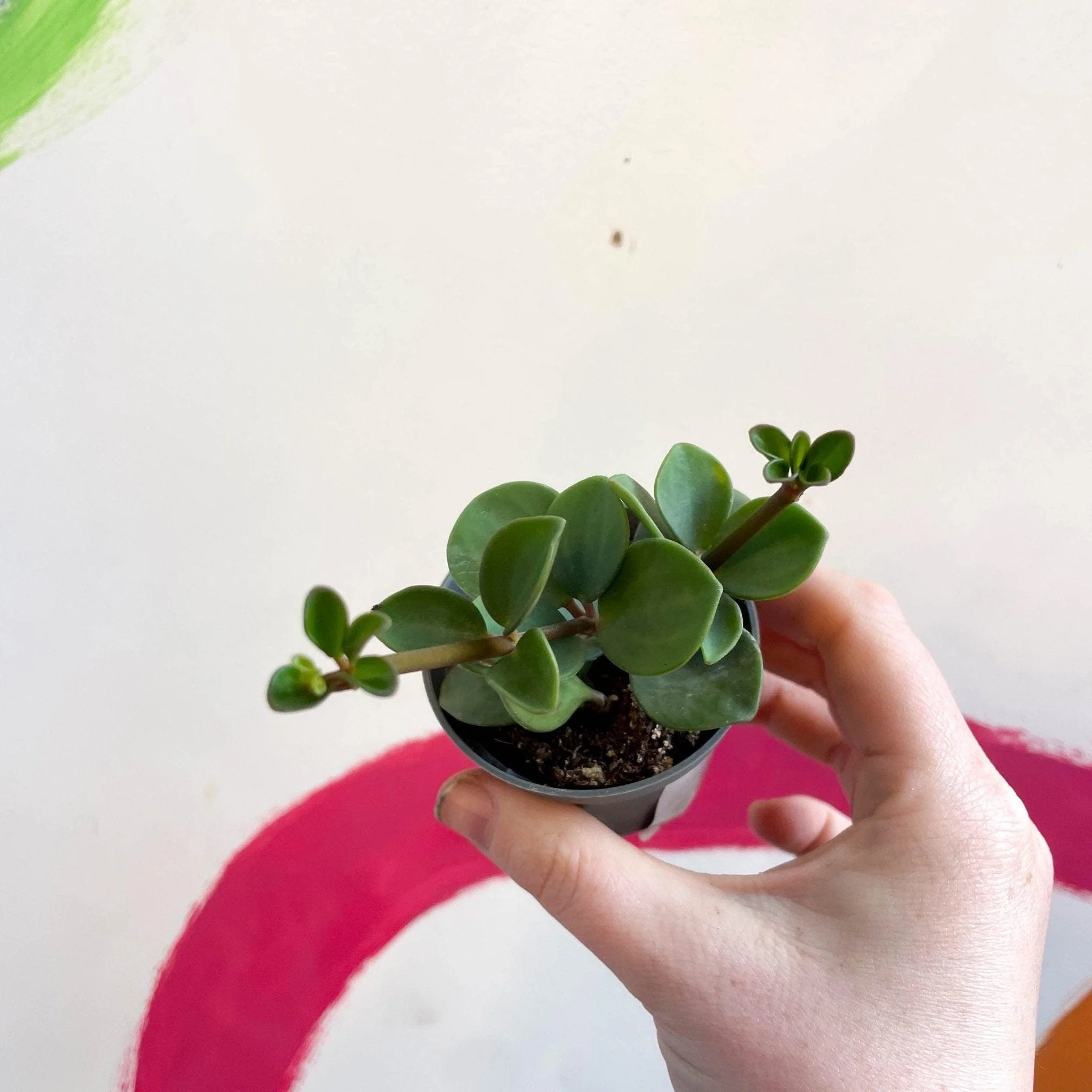 Peperomia tetraphylla 'Hope' - Image 5