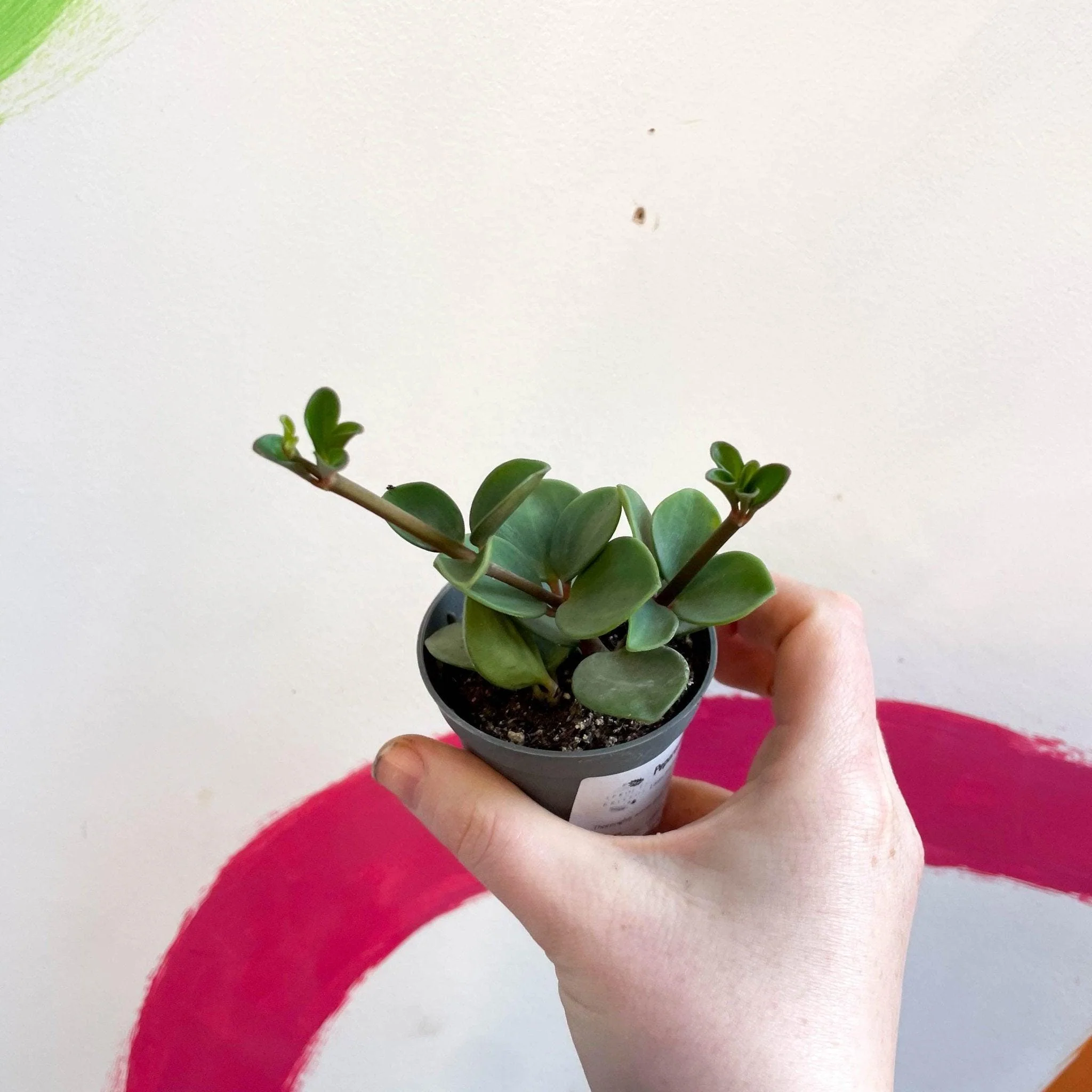 Peperomia tetraphylla 'Hope' - Image 6