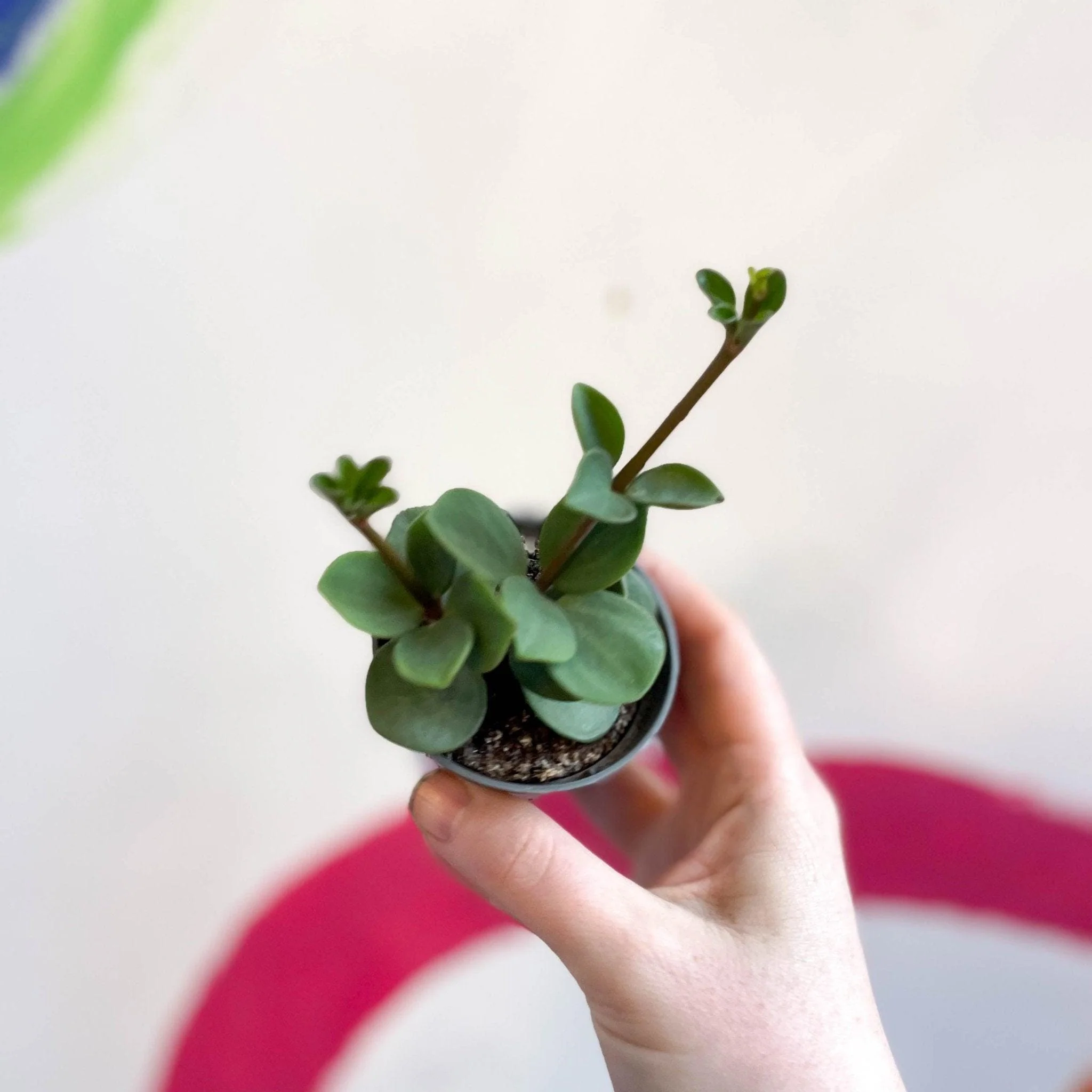 Peperomia tetraphylla 'Hope' - Image 7