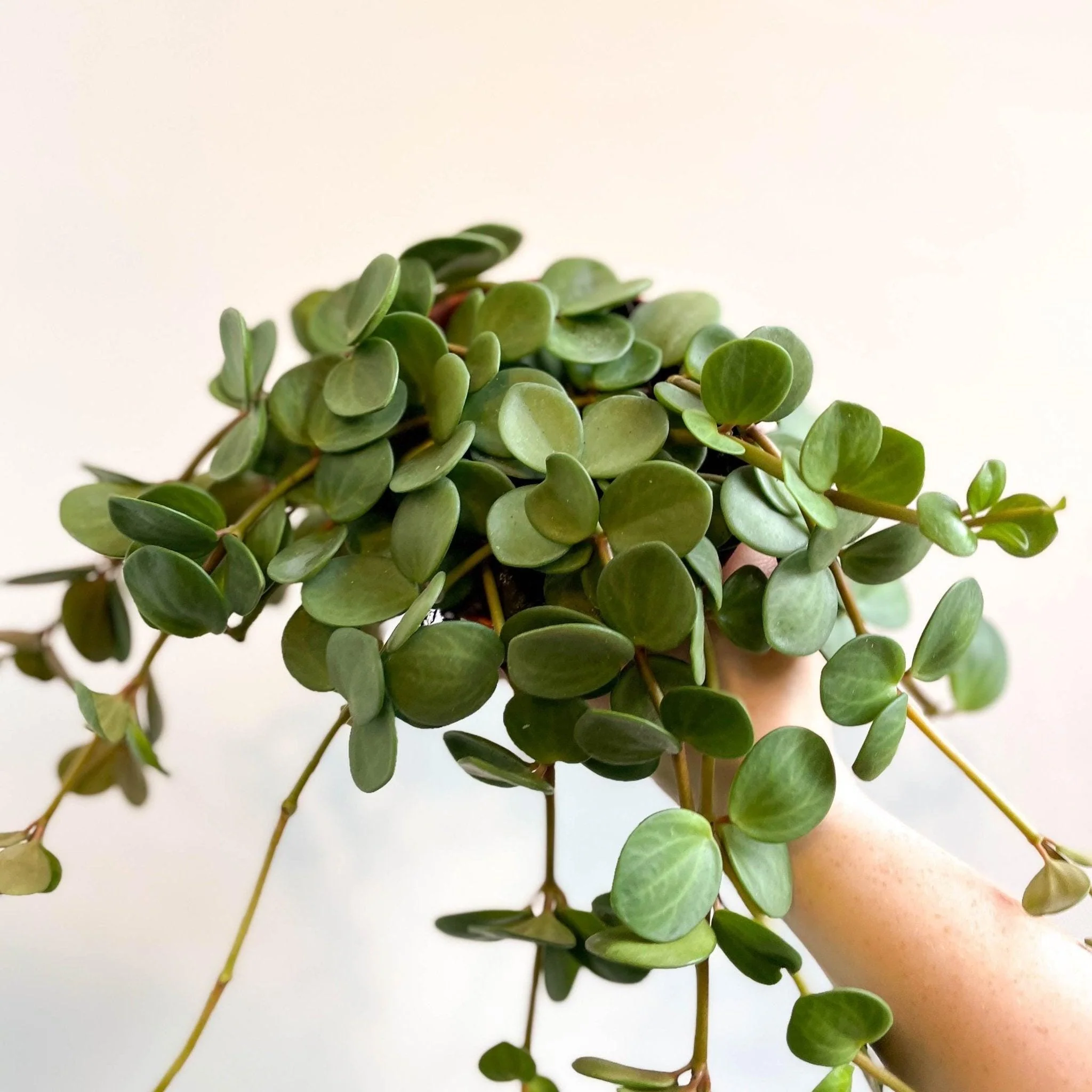 Peperomia tetraphylla 'Hope' - Image 8