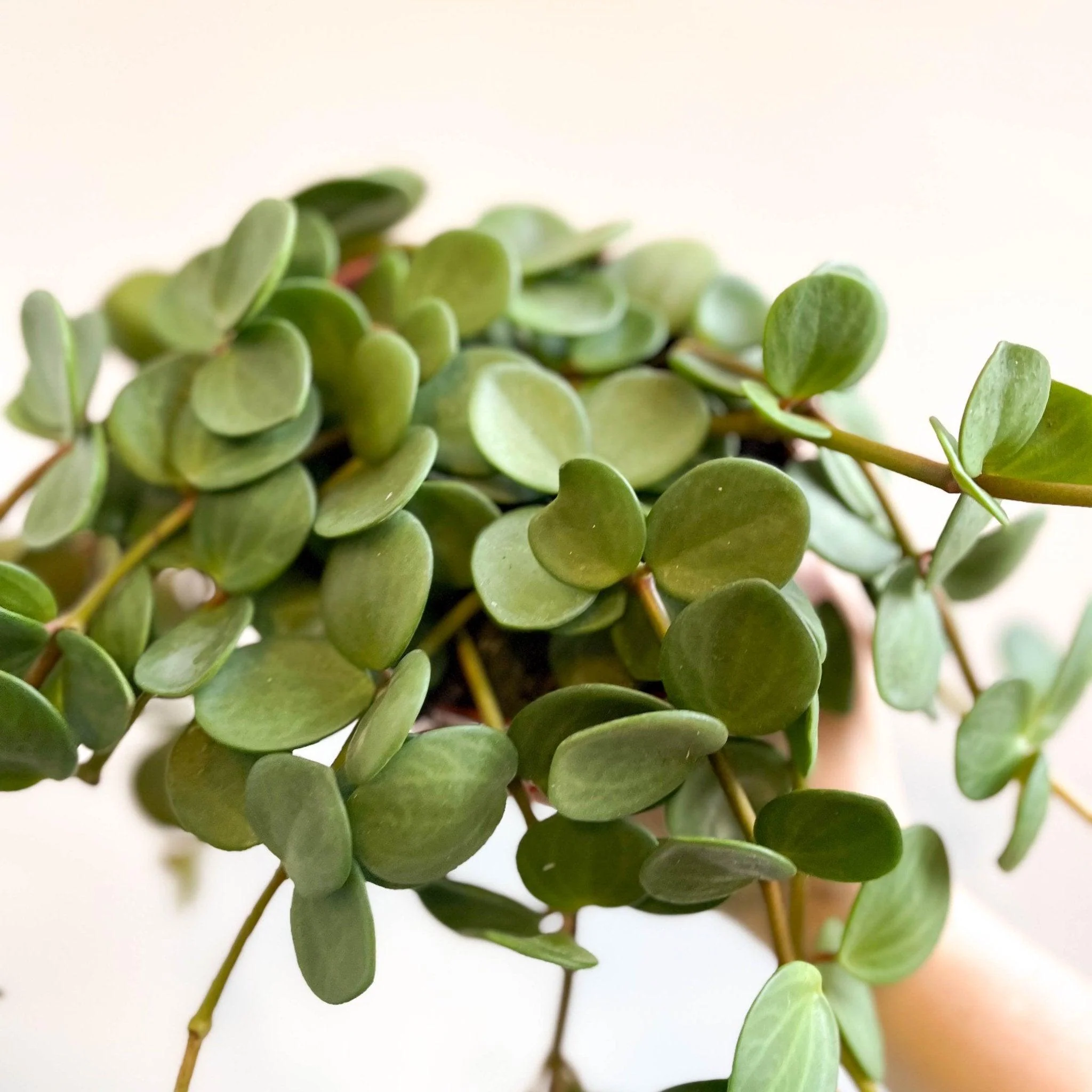 Peperomia tetraphylla 'Hope' - Image 9