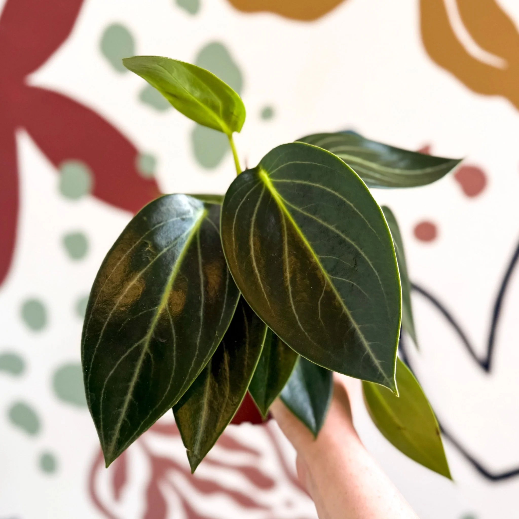 Peperomia ‘Vanilla’