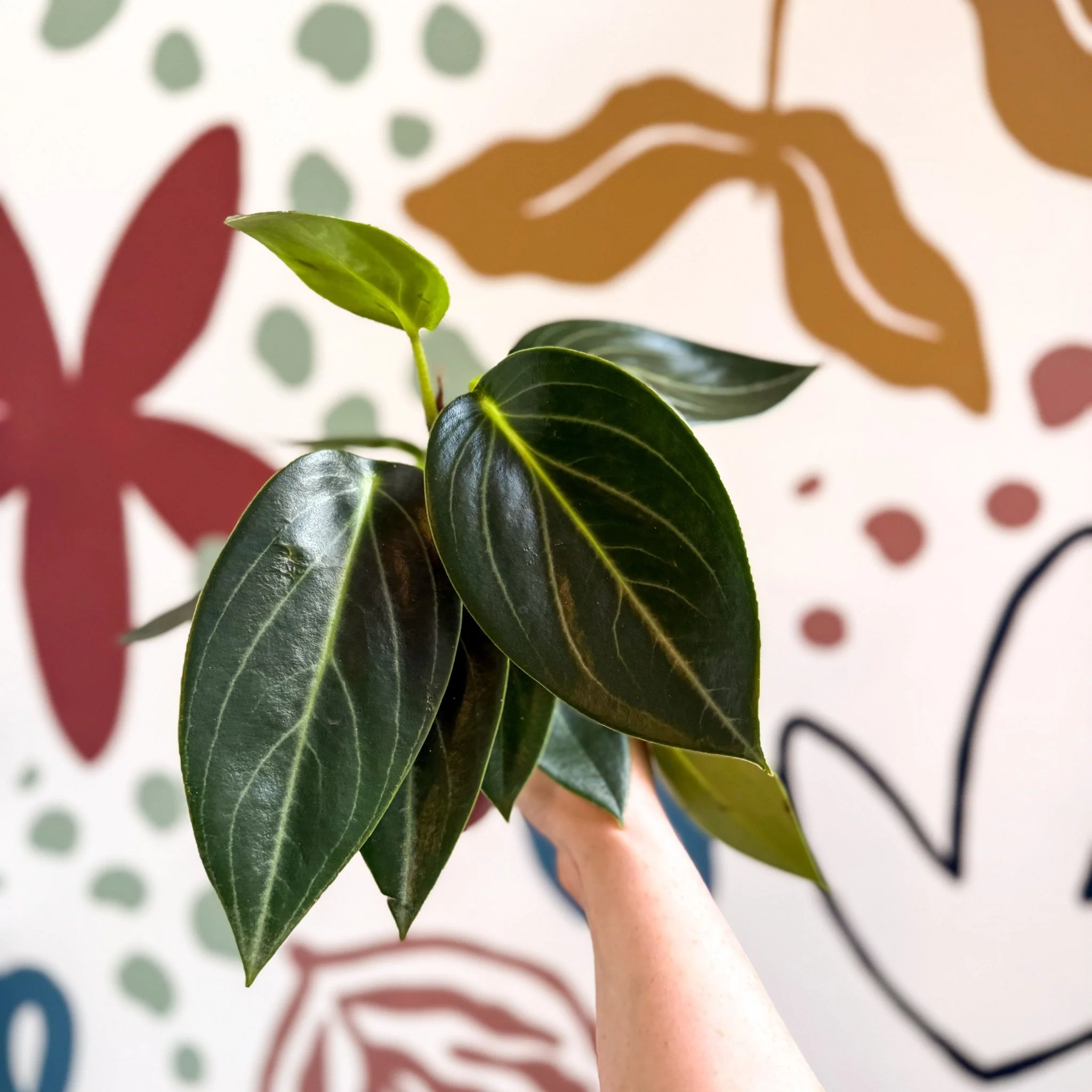 Peperomia ‘Vanilla’ - Image 10