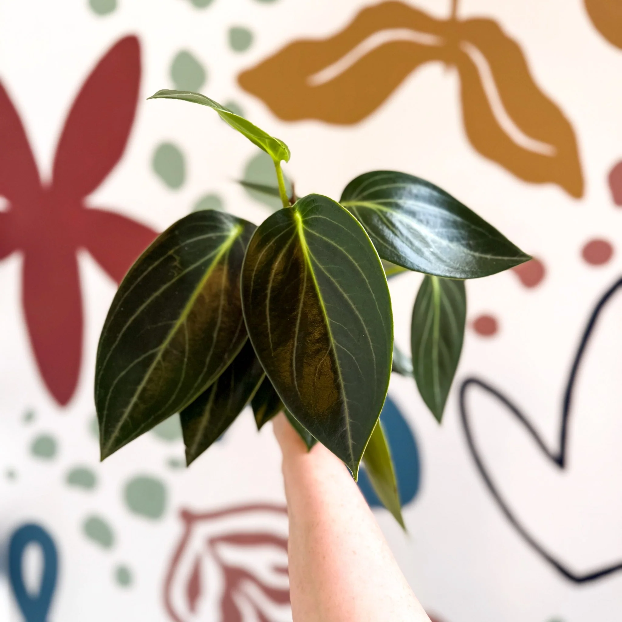 Peperomia ‘Vanilla’ - Image 11