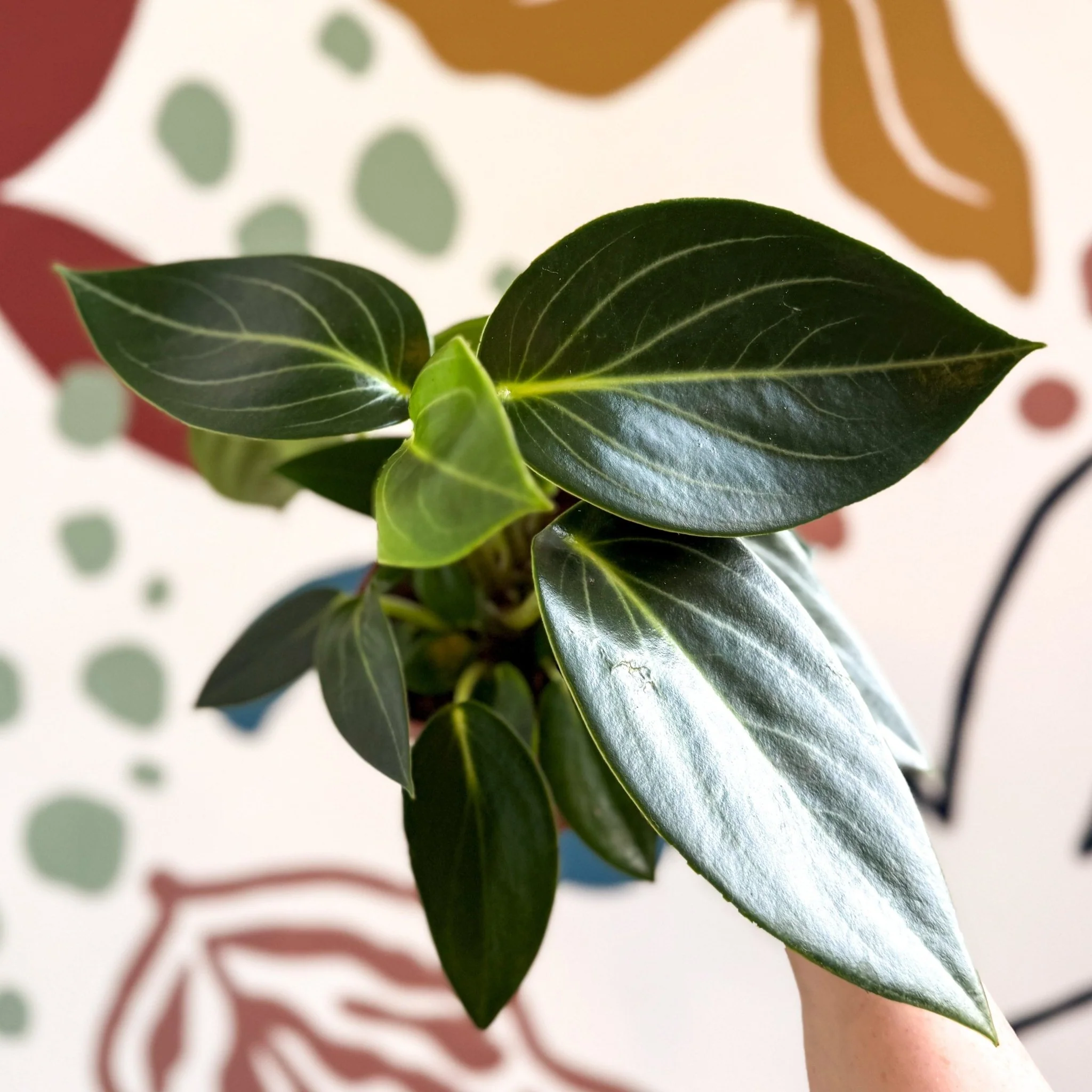 Peperomia ‘Vanilla’ - Image 2