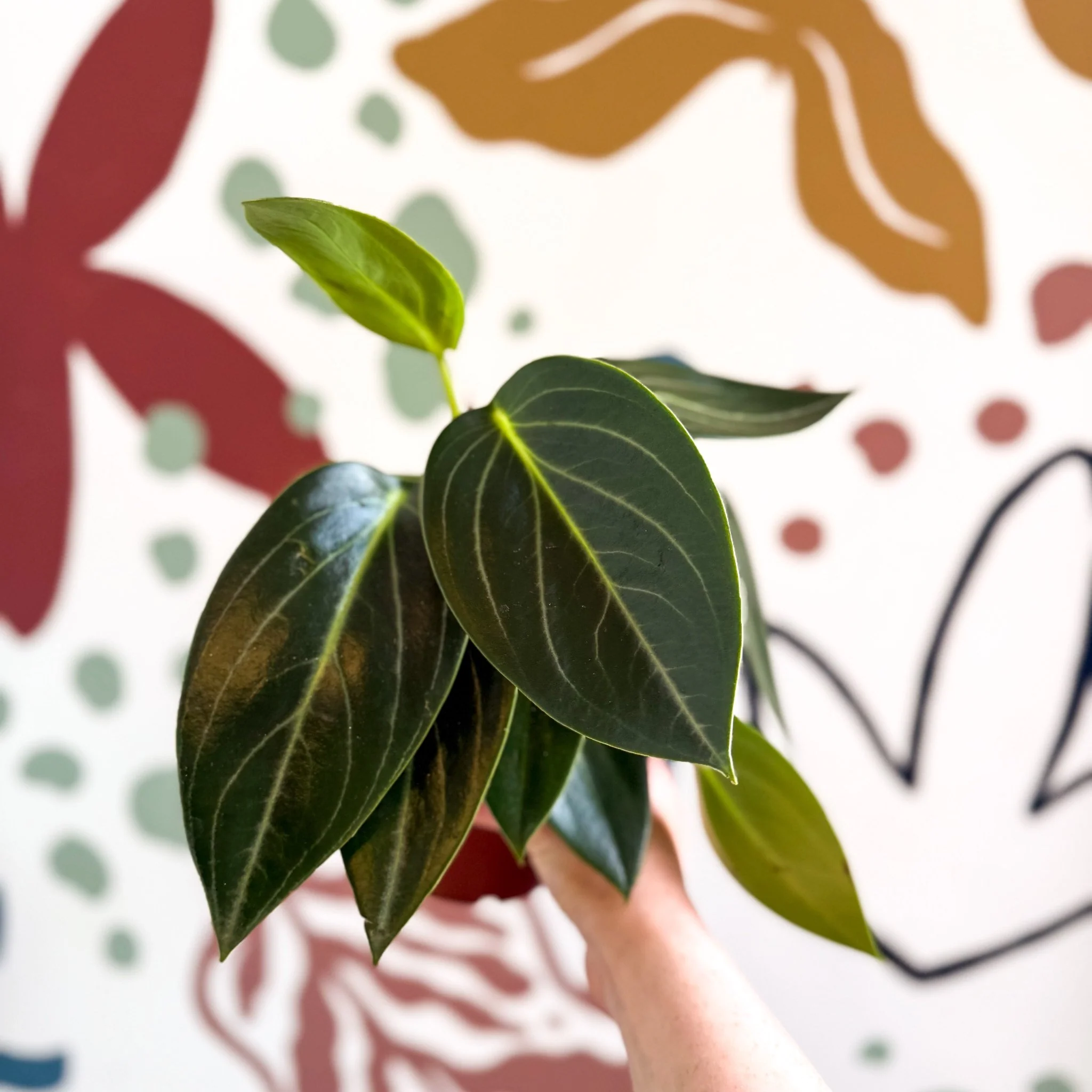 Peperomia ‘Vanilla’ - Image 3