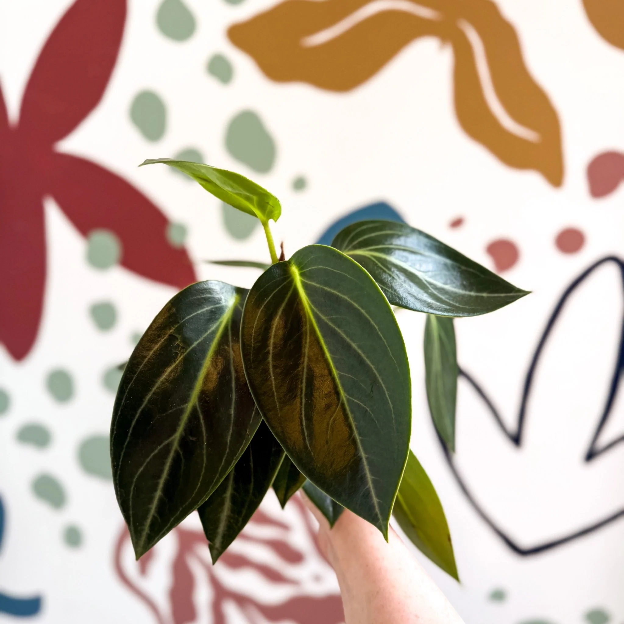 Peperomia ‘Vanilla’ - Image 4