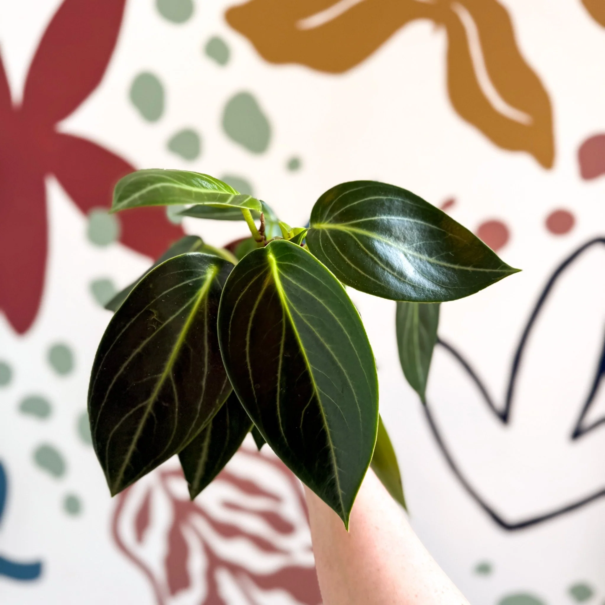 Peperomia ‘Vanilla’ - Image 5
