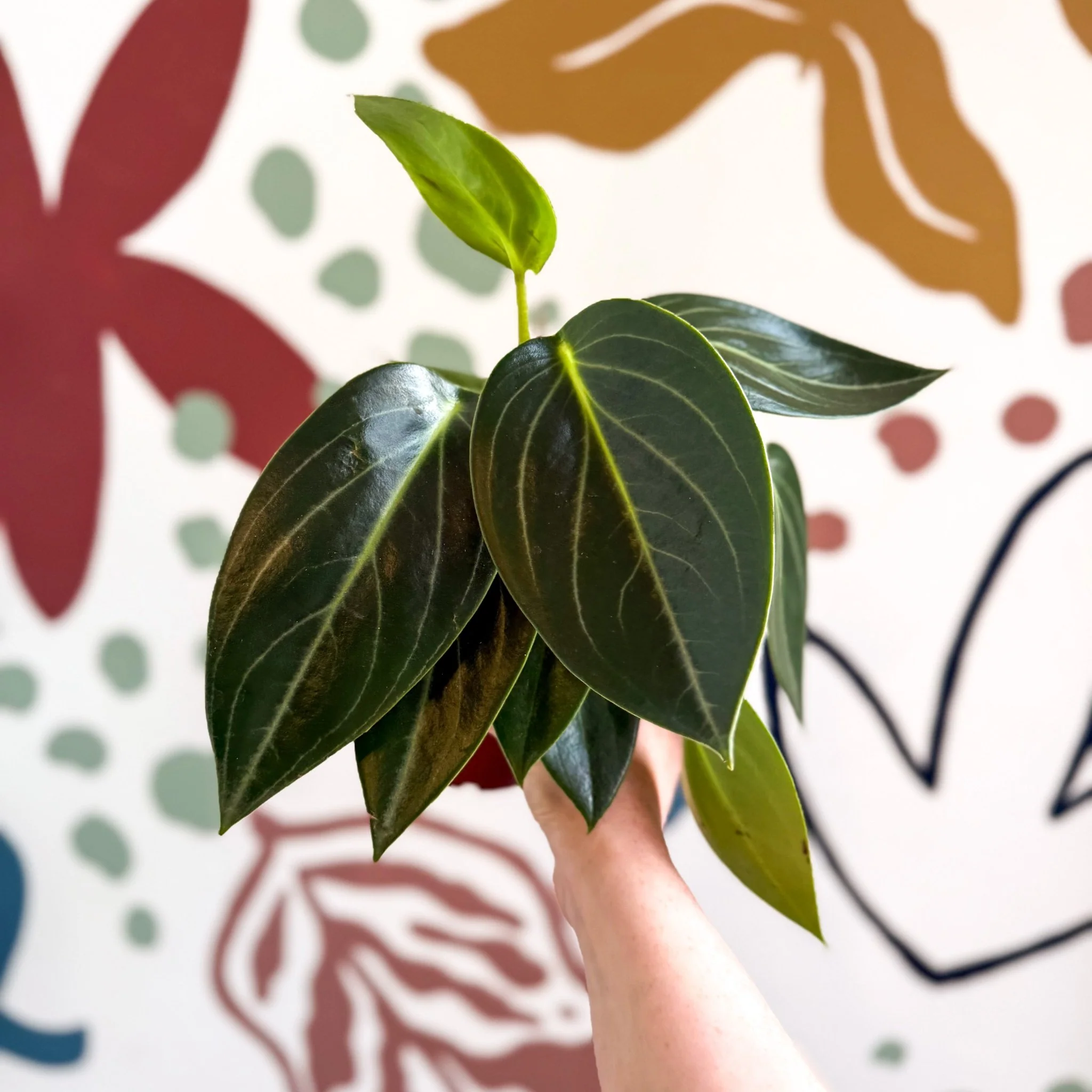 Peperomia ‘Vanilla’ - Image 6