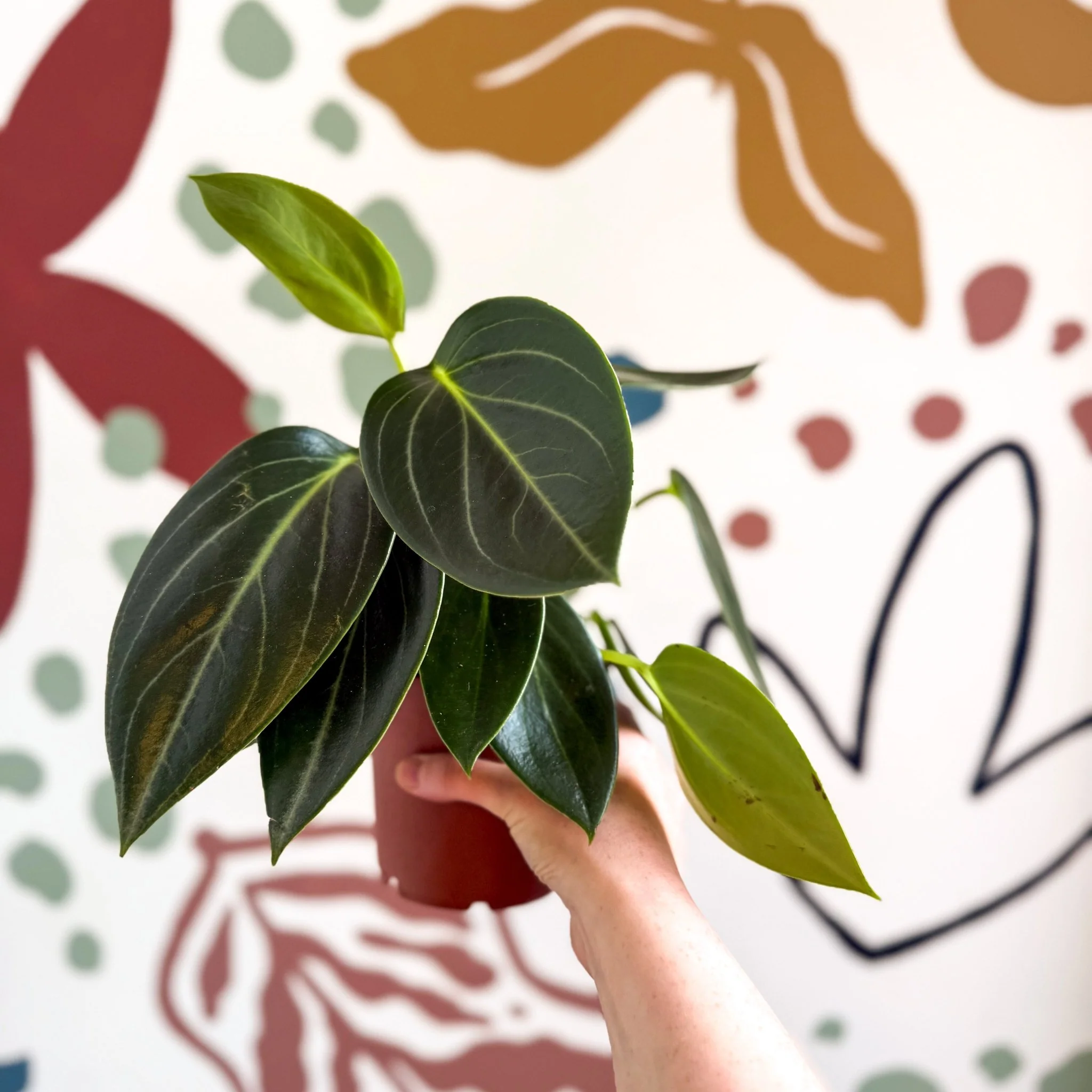 Peperomia ‘Vanilla’ - Image 7