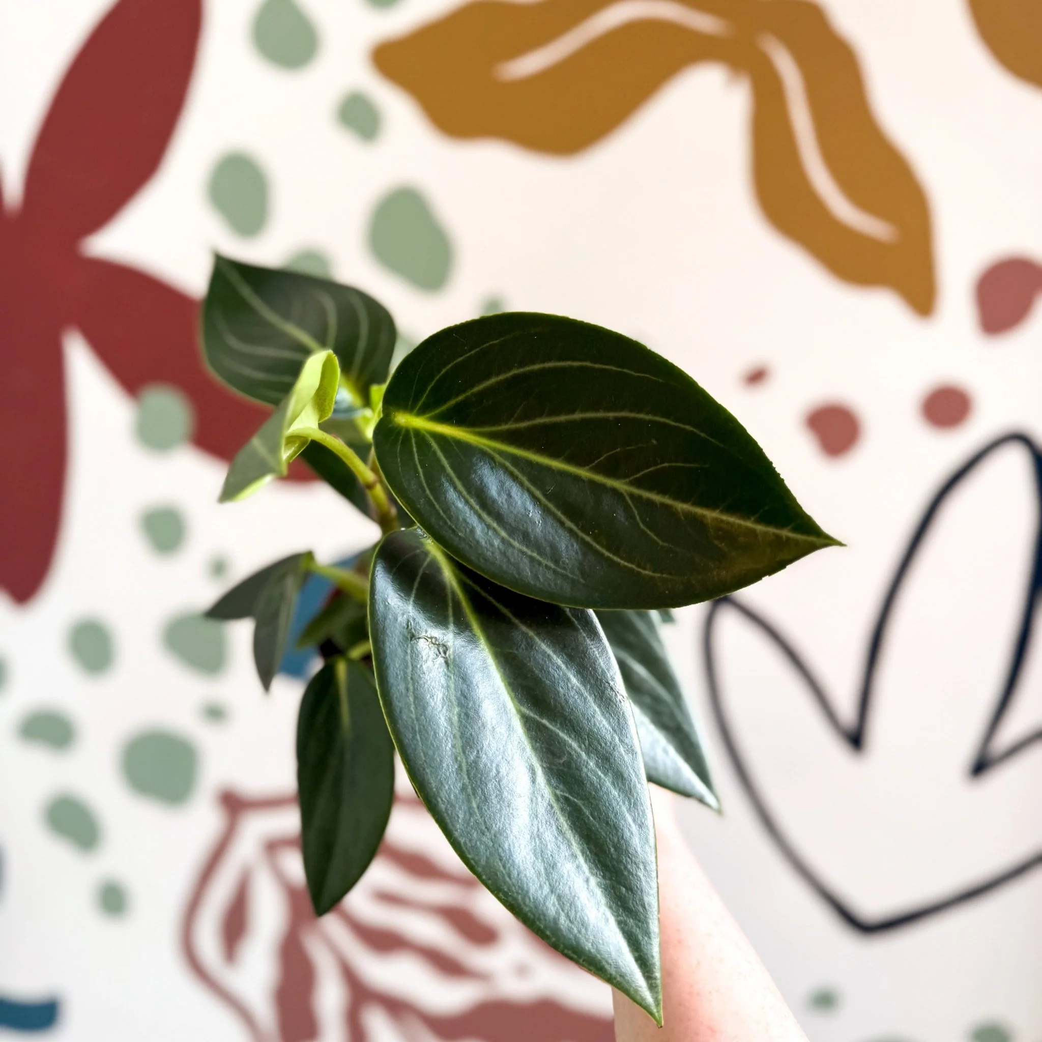 Peperomia ‘Vanilla’ - Image 8