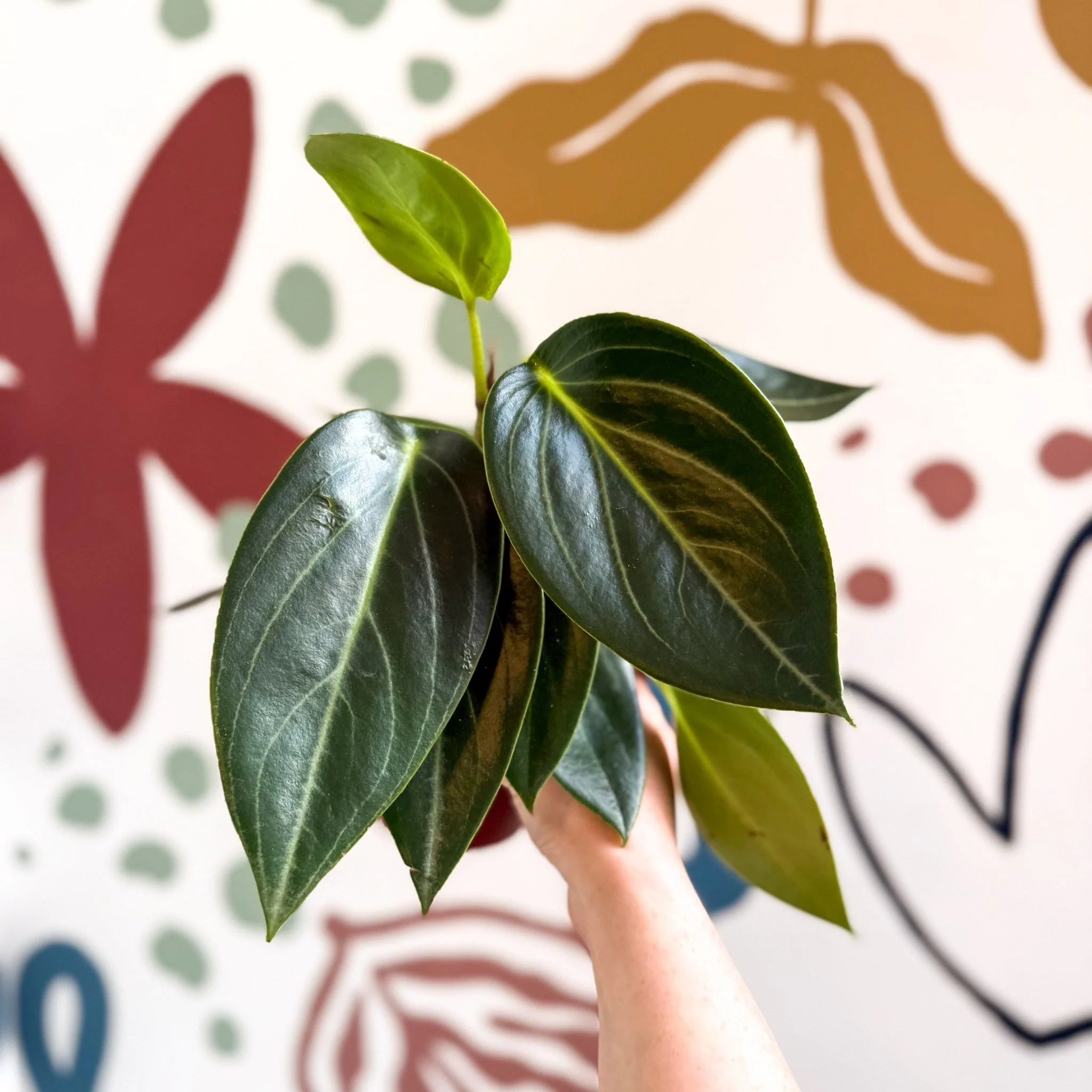 Peperomia ‘Vanilla’ - Image 9