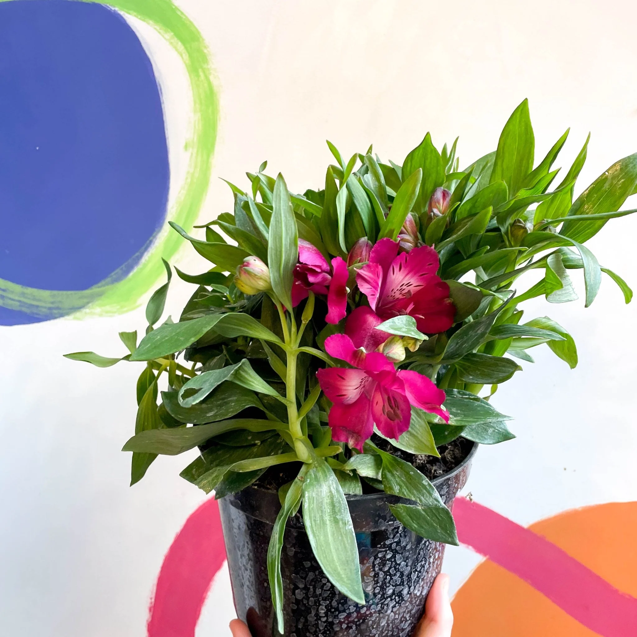 Peruvian Lily - Alstroemeria 'Inticancha Machu’ - British Grown Perennial