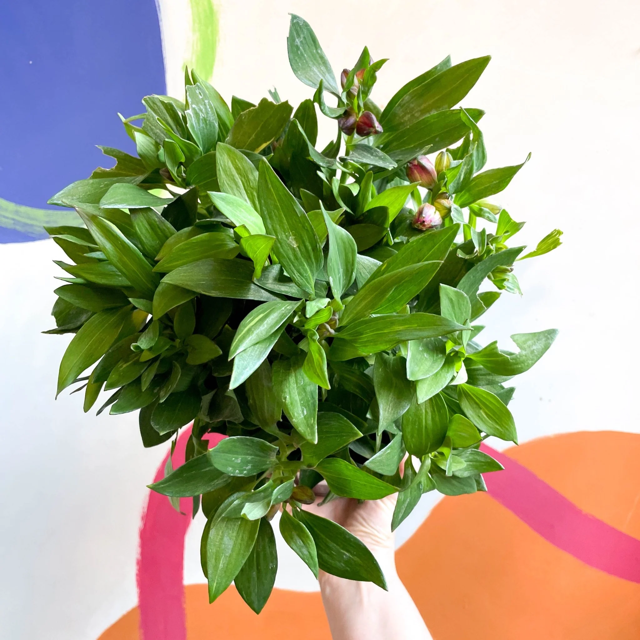 Peruvian Lily - Alstroemeria 'Inticancha Machu’ - British Grown Perennial - Image 2