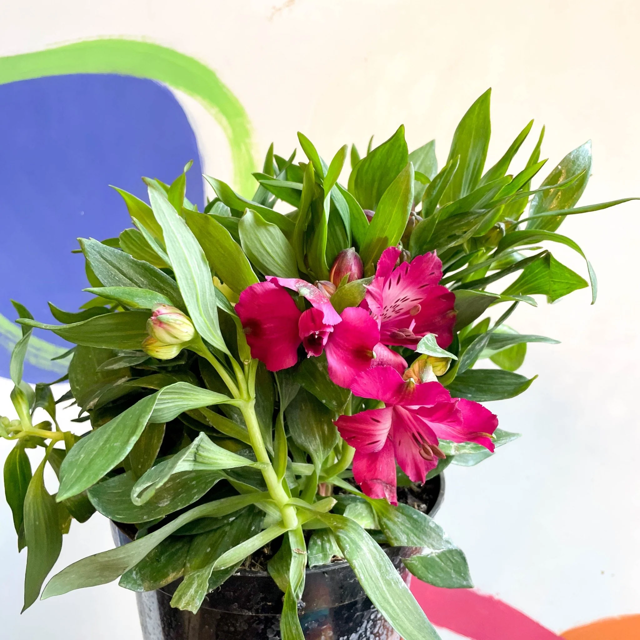 Peruvian Lily - Alstroemeria 'Inticancha Machu’ - British Grown Perennial - Image 3