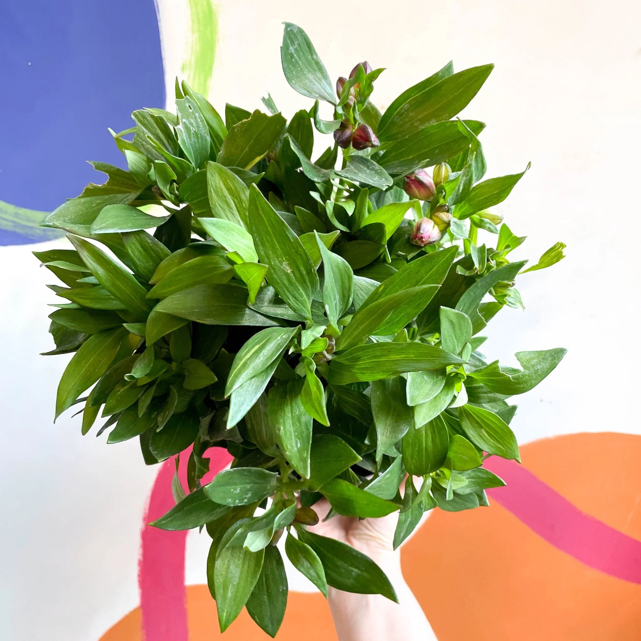 Peruvian Lily - Alstroemeria 'Inticancha Machu’ - British Grown Perennial - Image 4