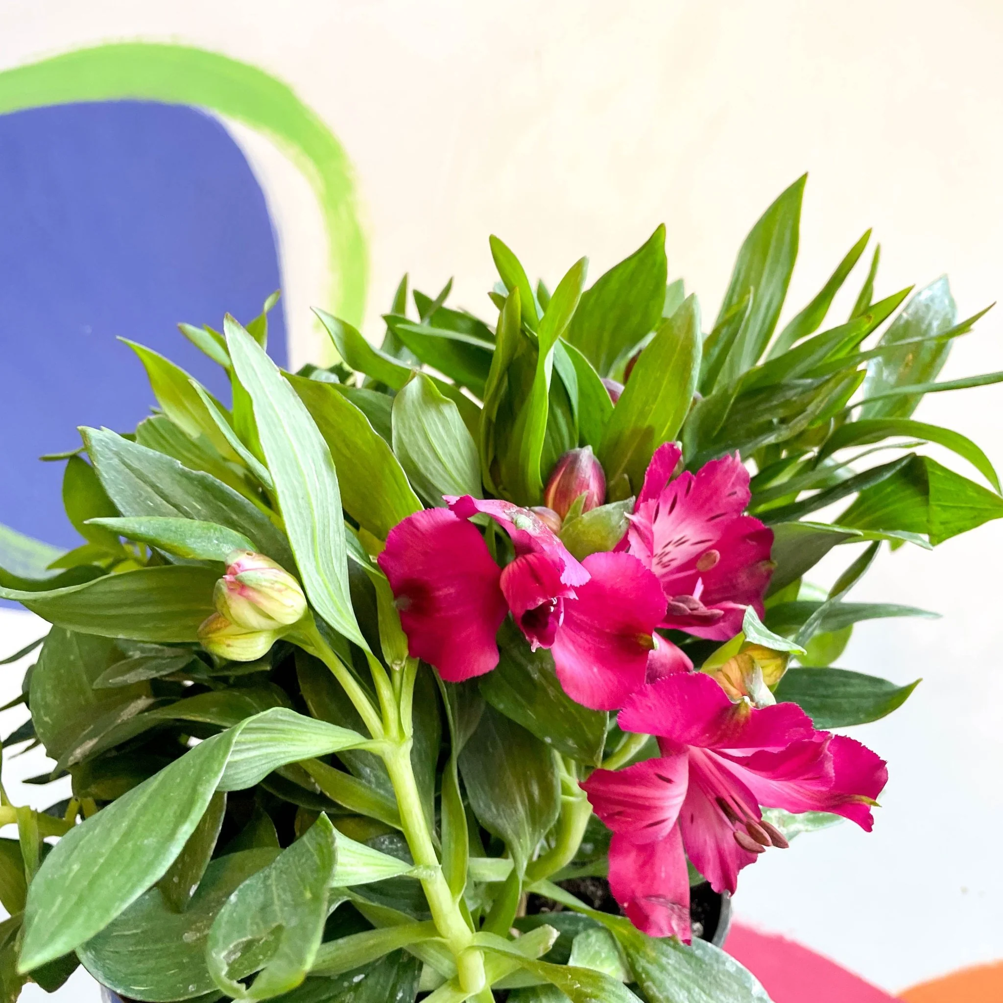 Peruvian Lily - Alstroemeria 'Inticancha Machu’ - British Grown Perennial - Image 5