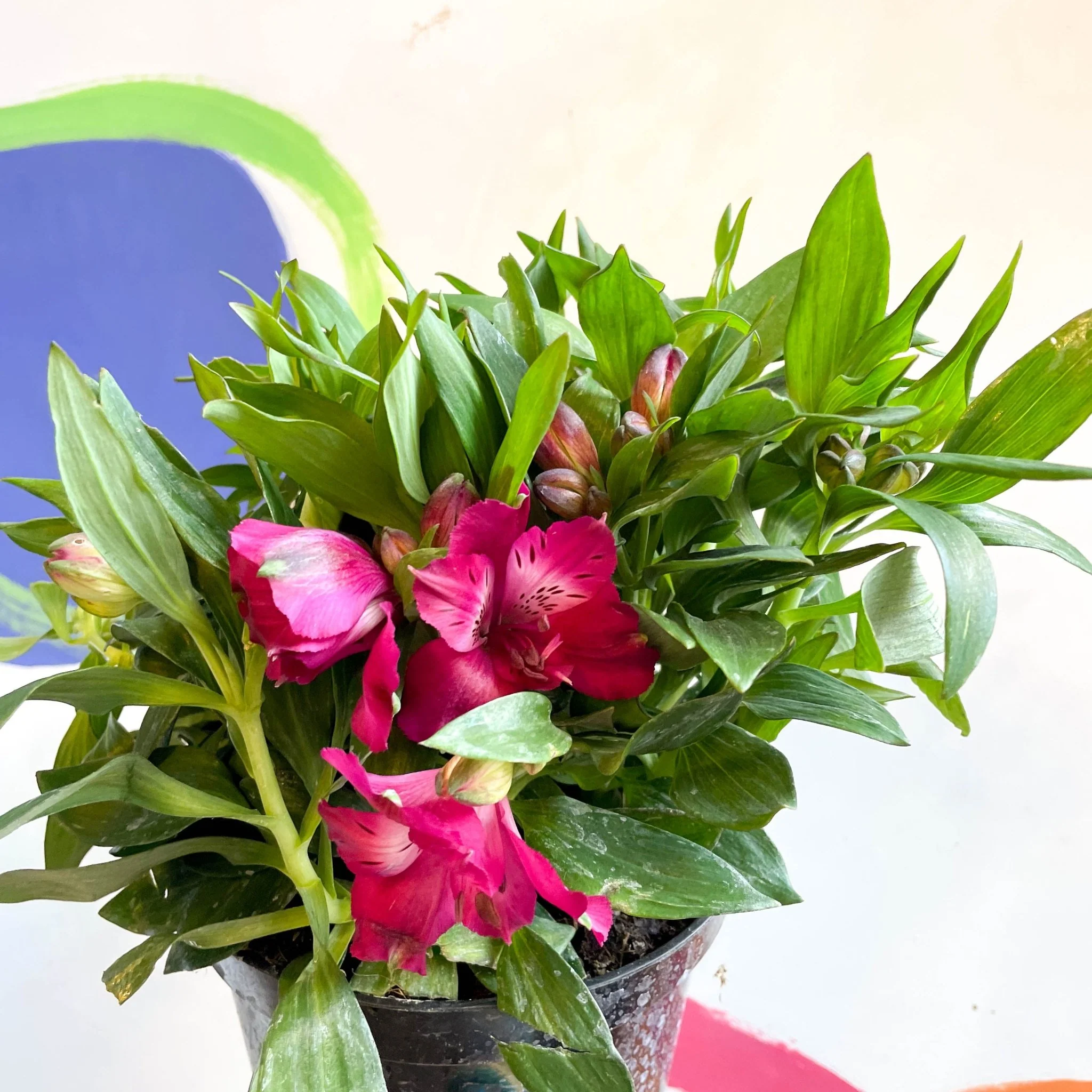 Peruvian Lily - Alstroemeria 'Inticancha Machu’ - British Grown Perennial - Image 6
