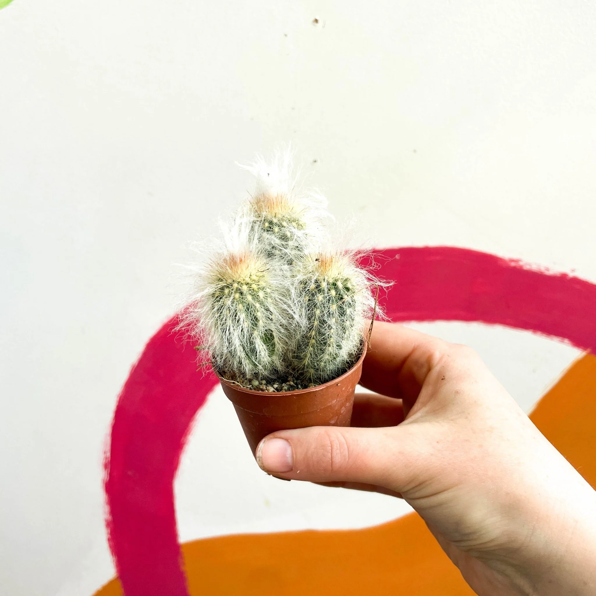 Espostoa lanata – Old Man Cactus