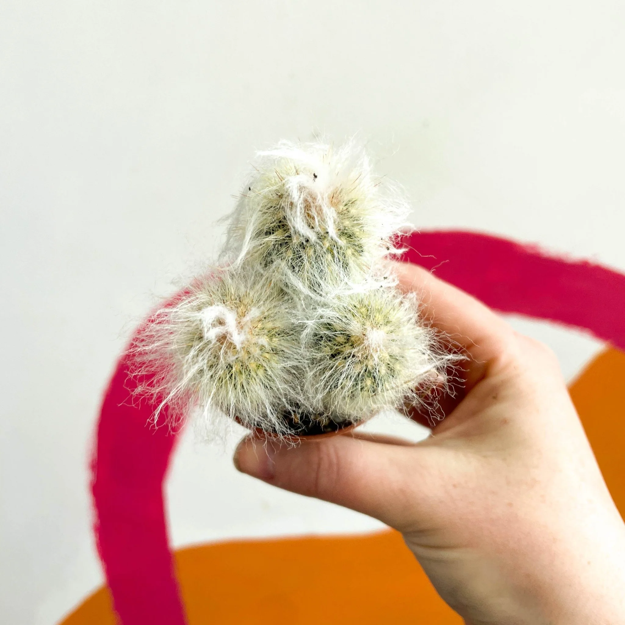 Espostoa lanata – Old Man Cactus - Image 2