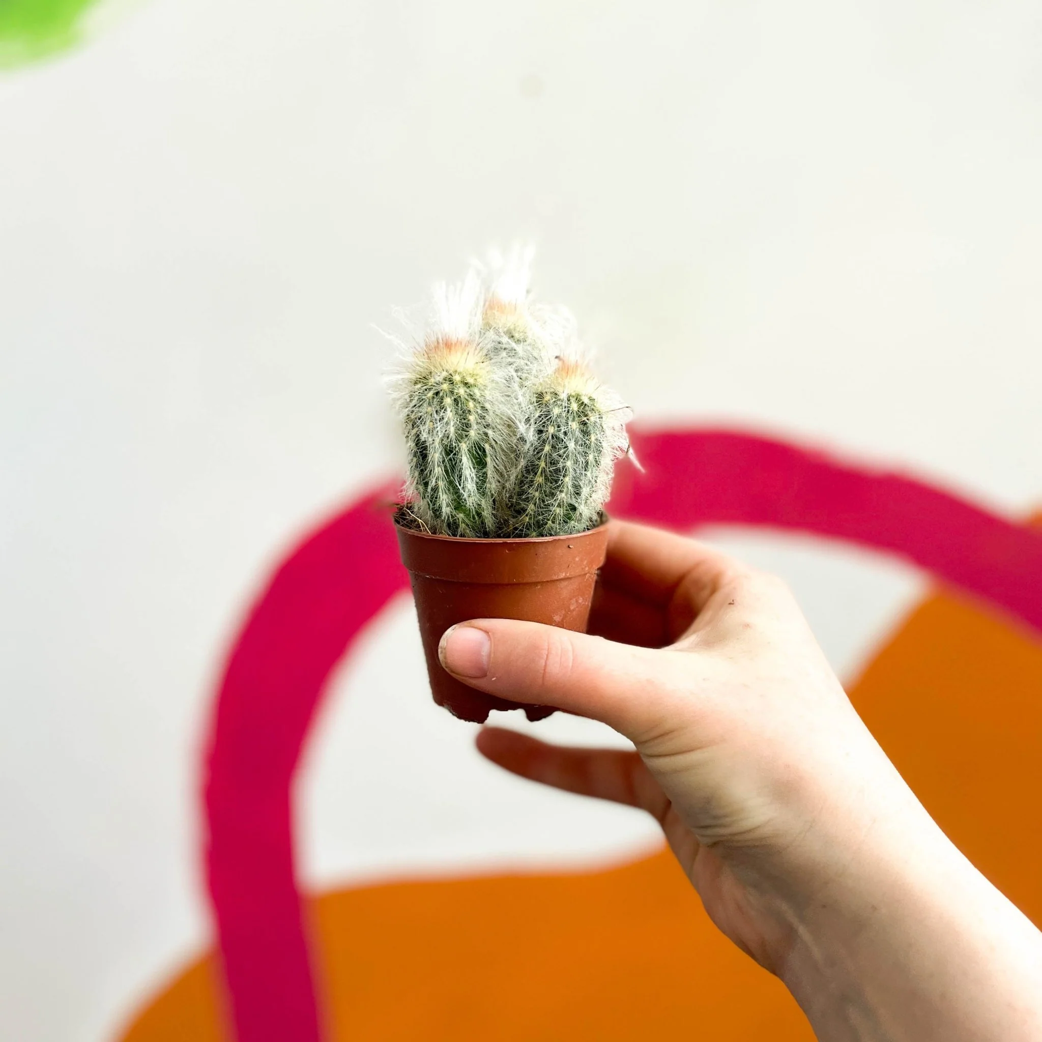 Espostoa lanata – Old Man Cactus - Image 3