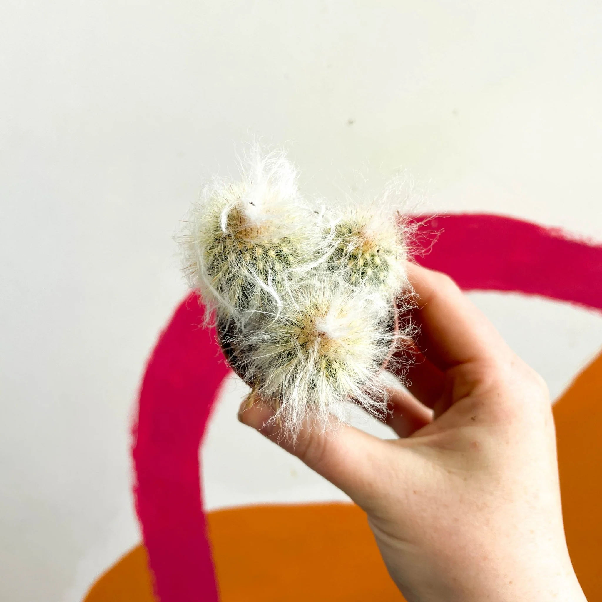 Espostoa lanata – Old Man Cactus - Image 4