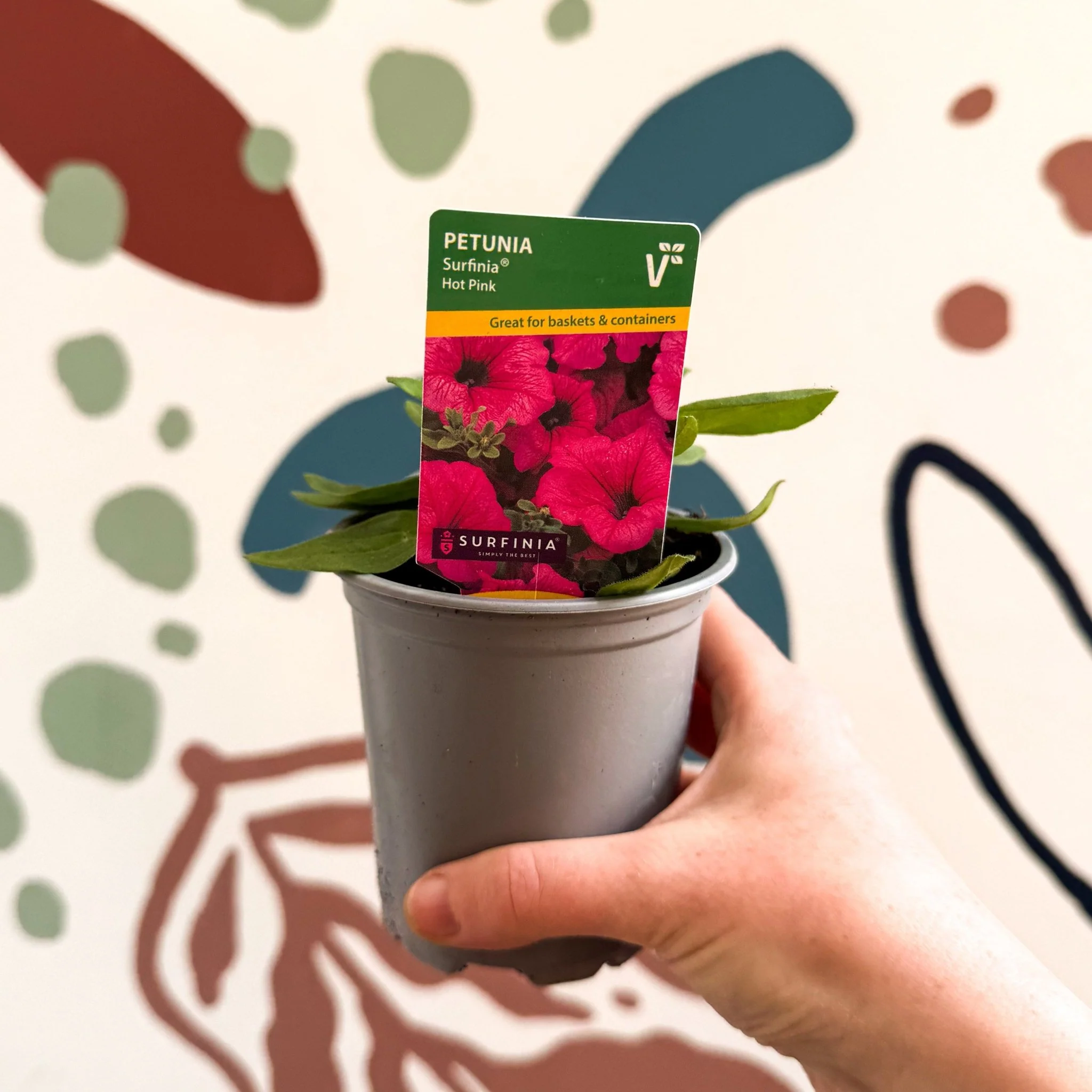 Petunia 'Surfinia Hot Pink' - British Grown
