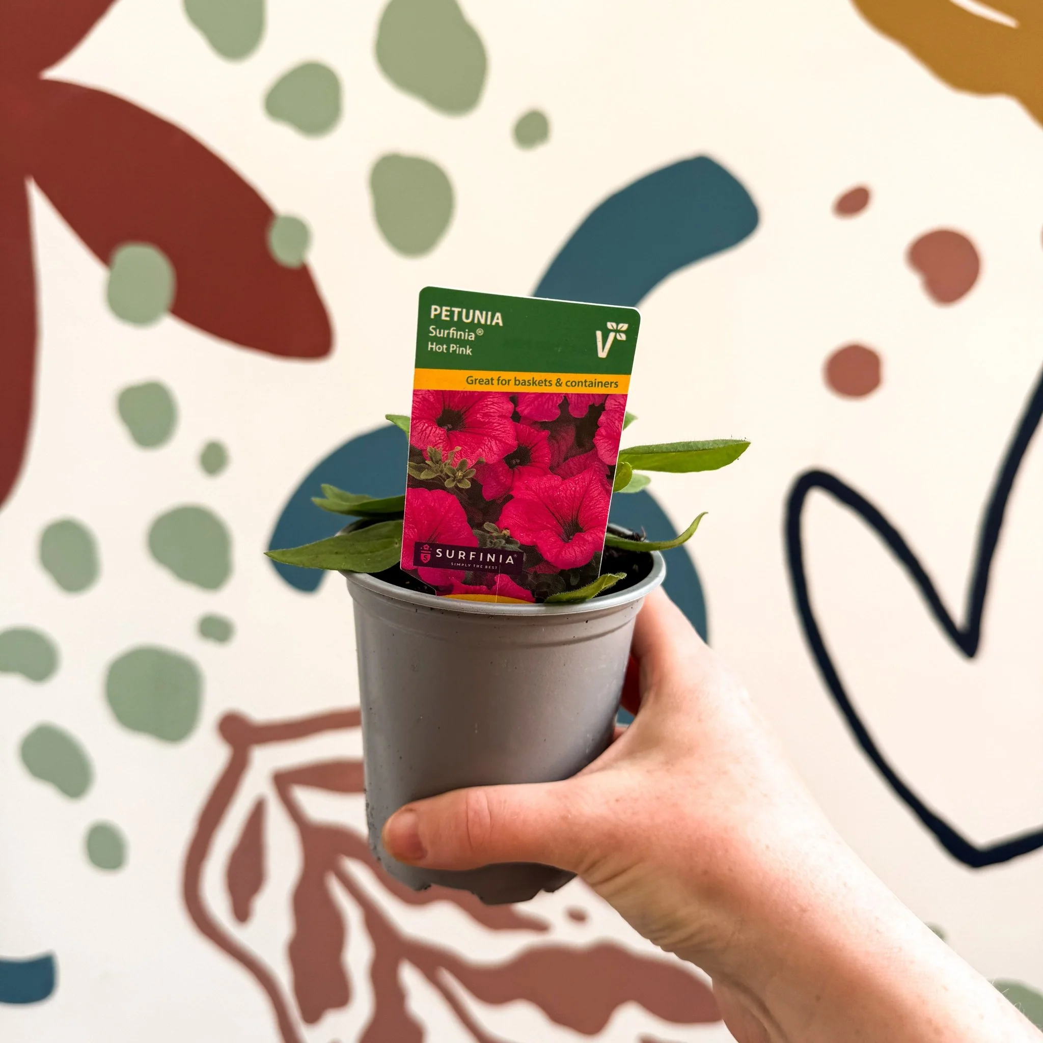 Petunia 'Surfinia Hot Pink' - British Grown - Image 3