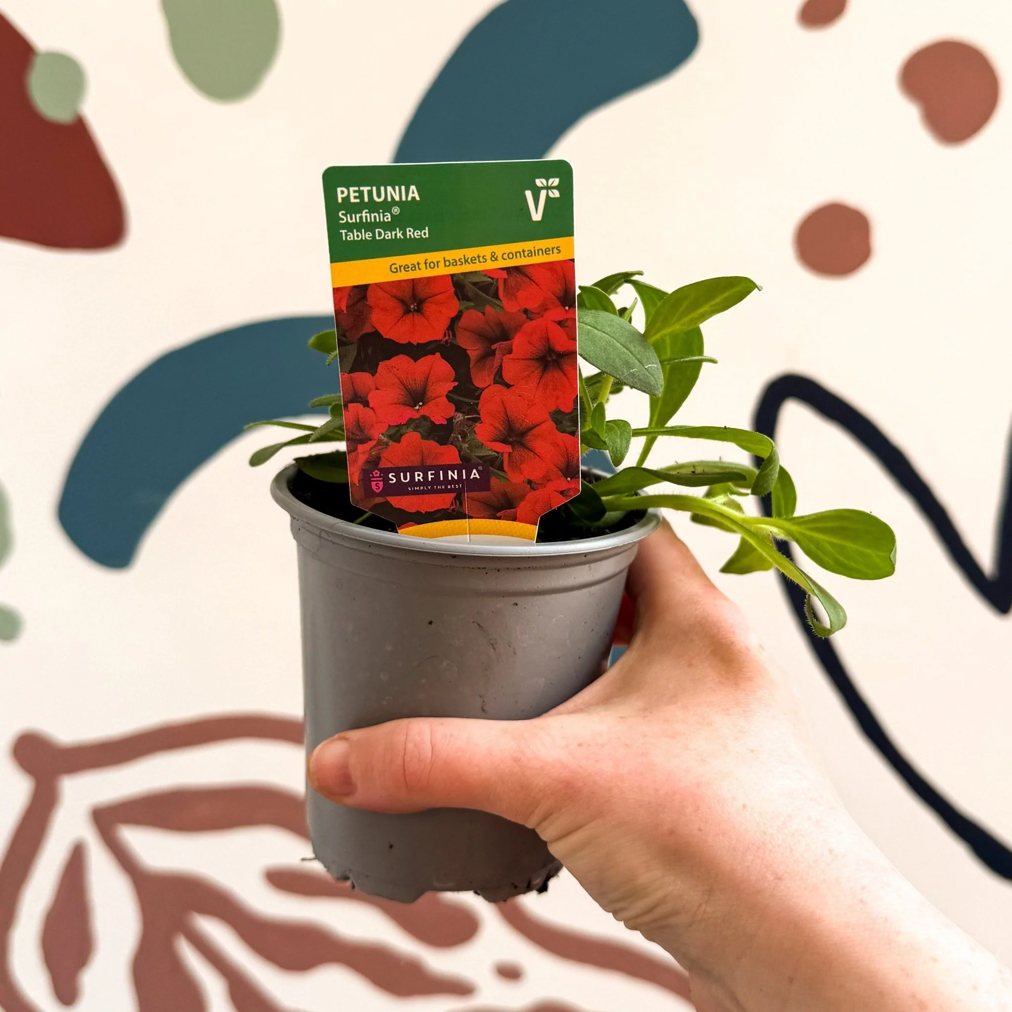 Petunia 'Surfinia Table Dark Red' - British Grown