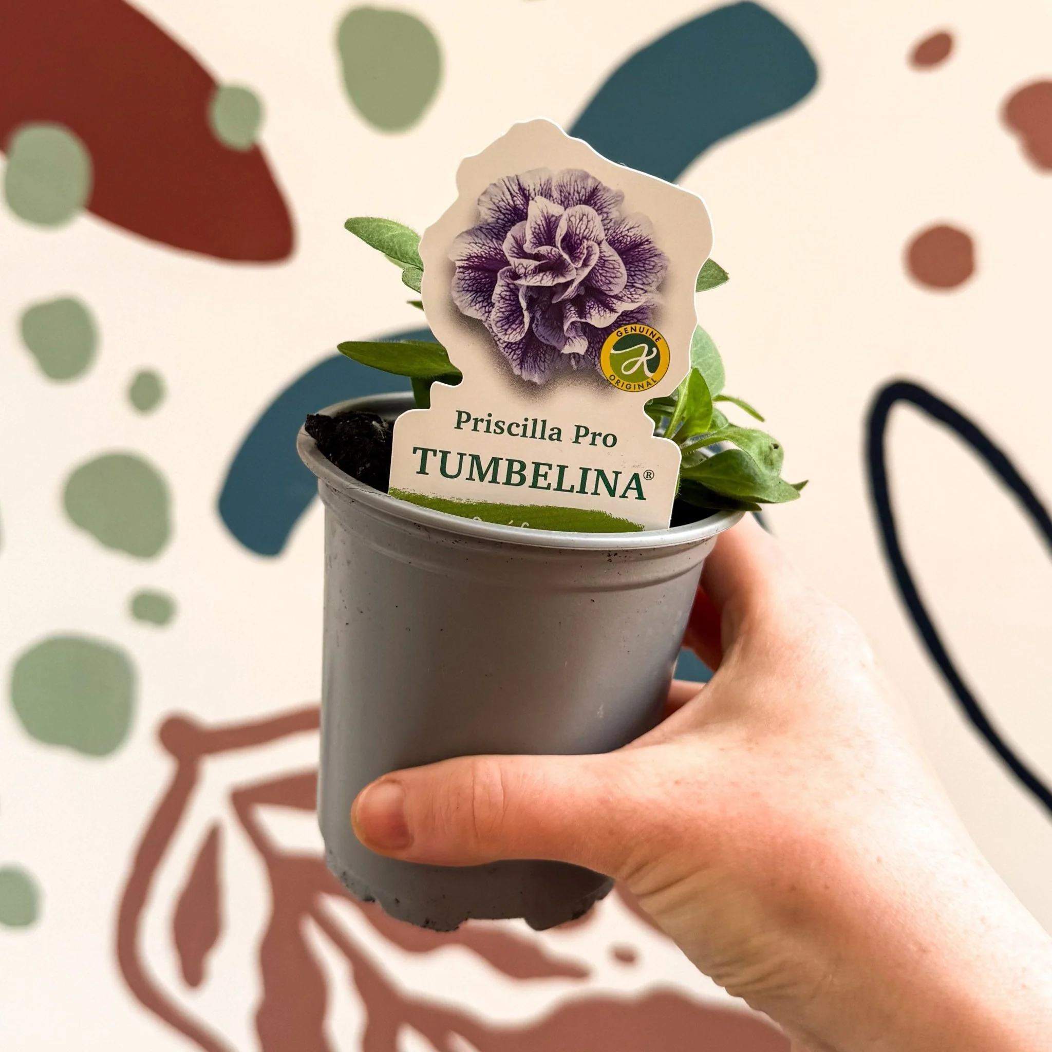 Petunia 'Tumbelina Priscilla Pro' - British Grown