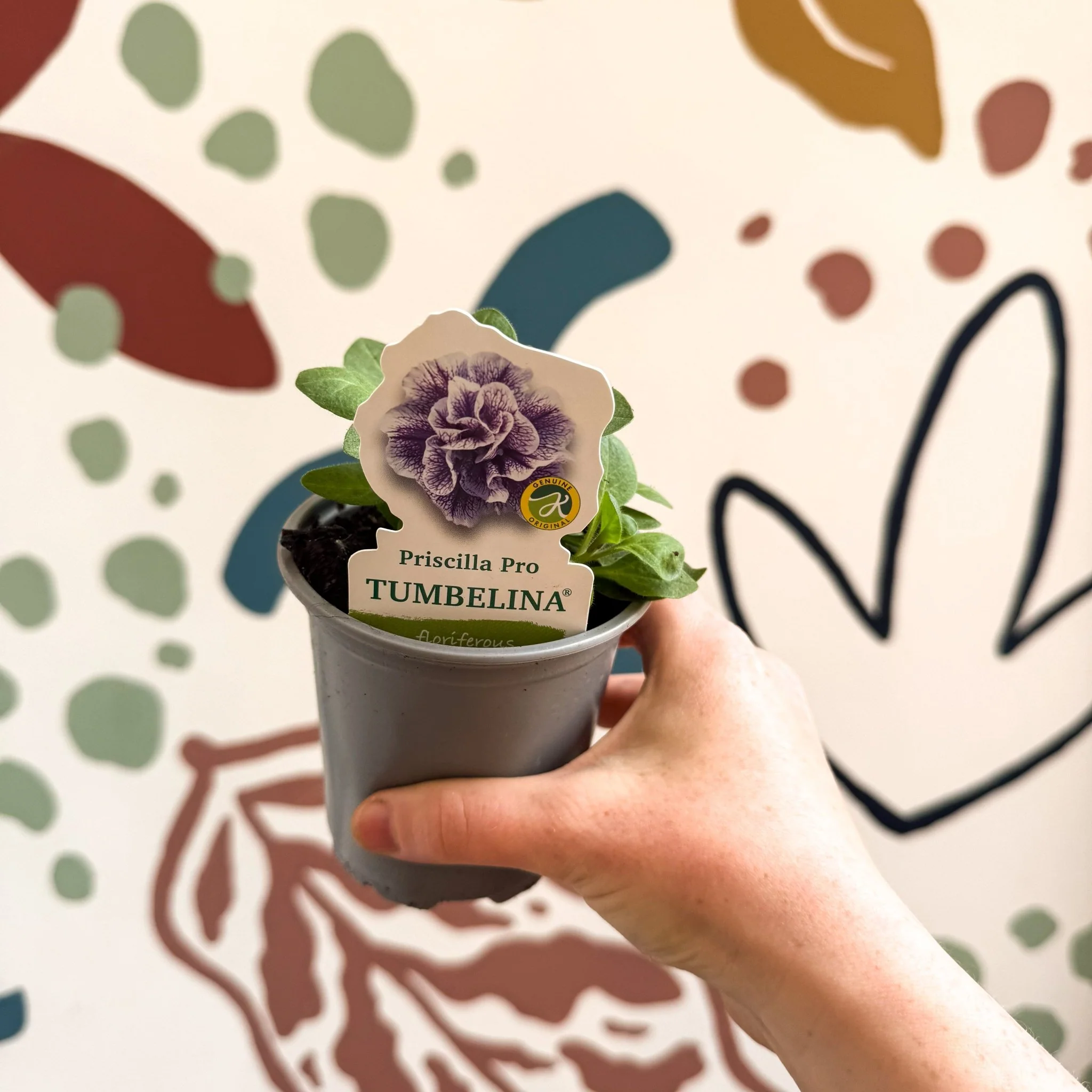 Petunia 'Tumbelina Priscilla Pro' - British Grown - Image 6