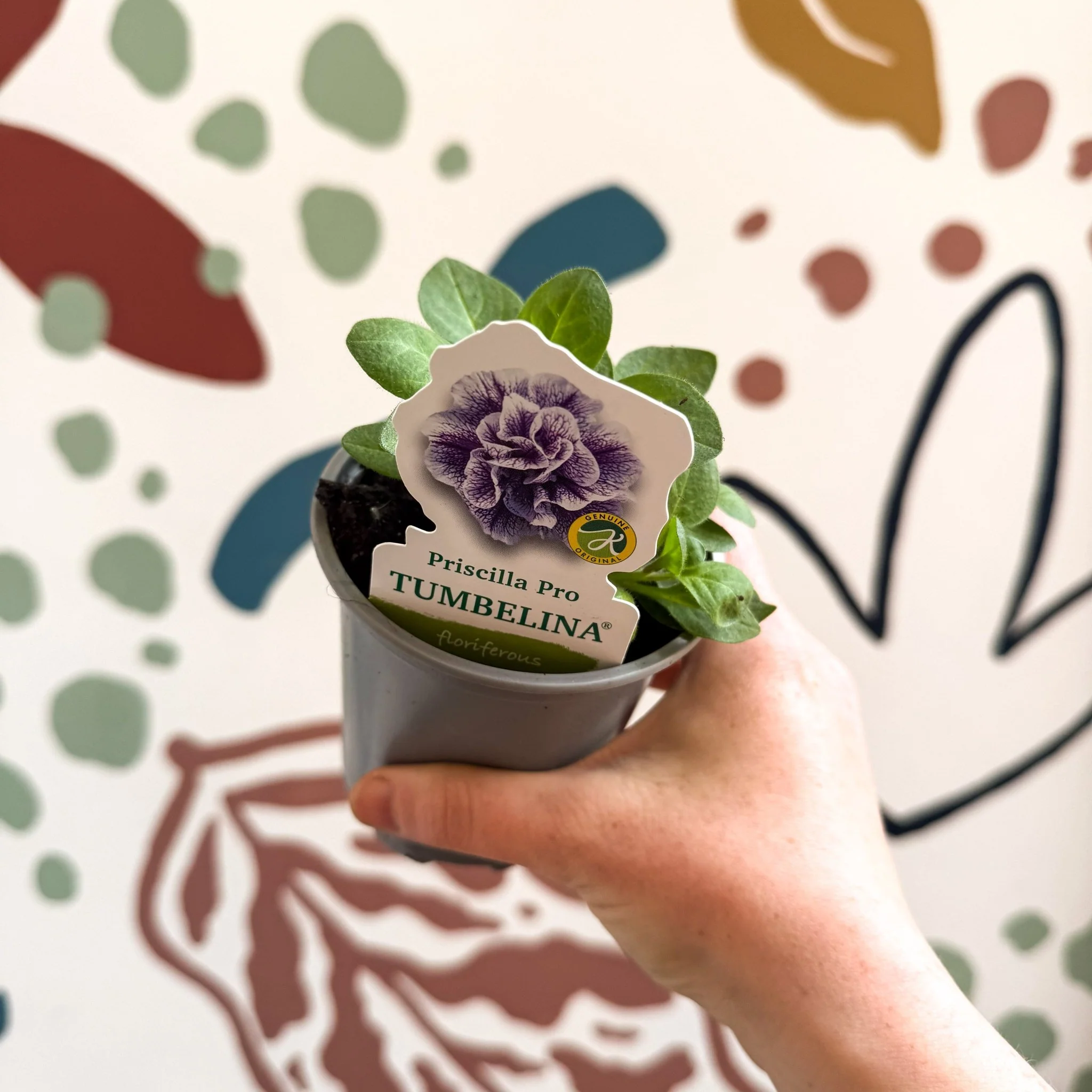Petunia 'Tumbelina Priscilla Pro' - British Grown - Image 7