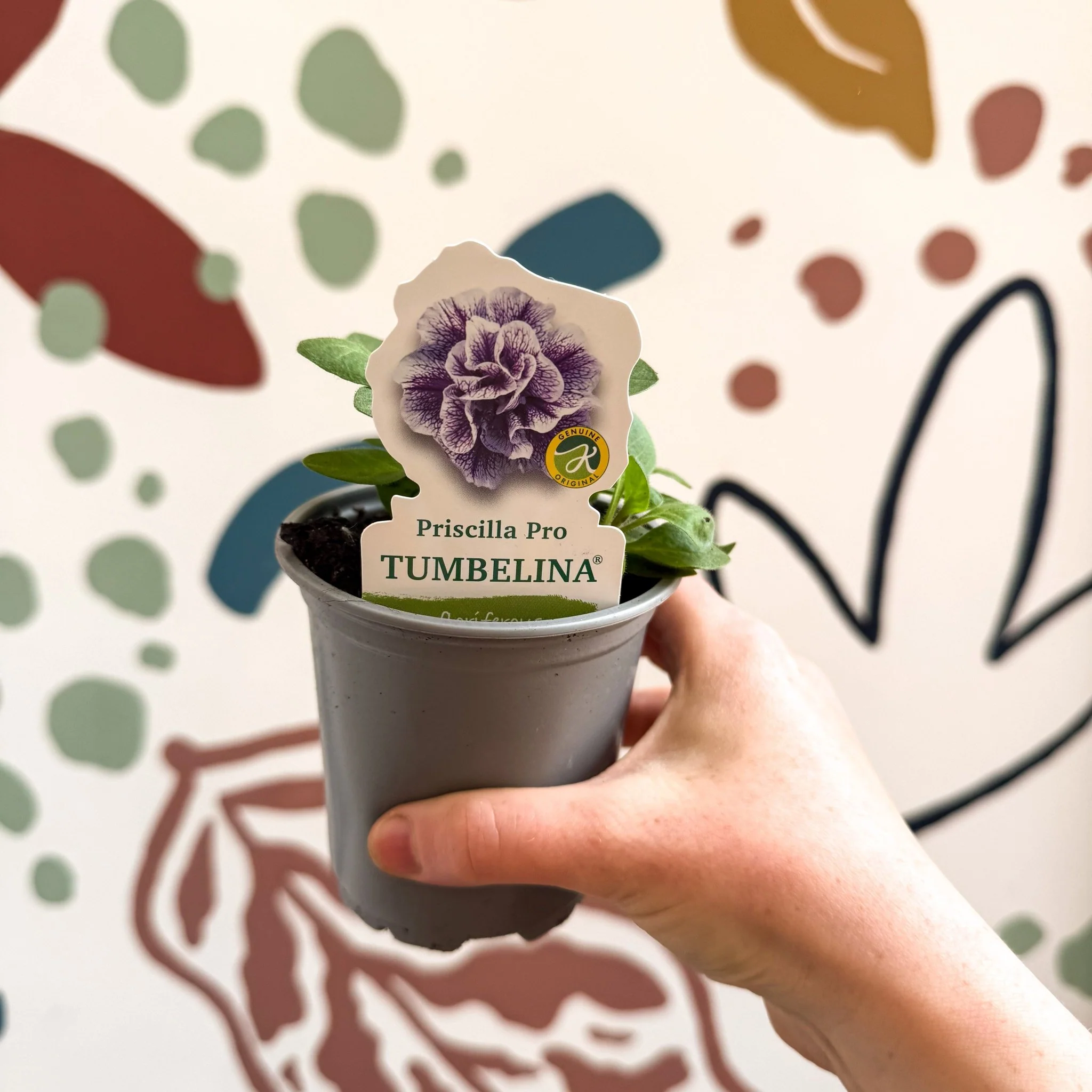 Petunia 'Tumbelina Priscilla Pro' - British Grown - Image 8