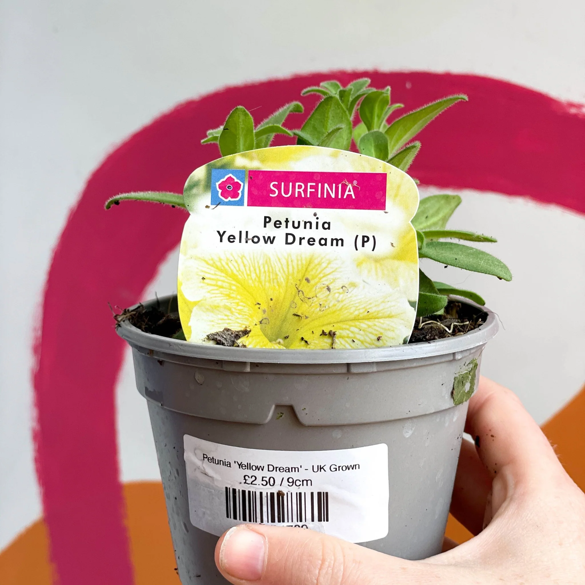 Petunia 'Yellow Dream' - UK Grown - Image 2