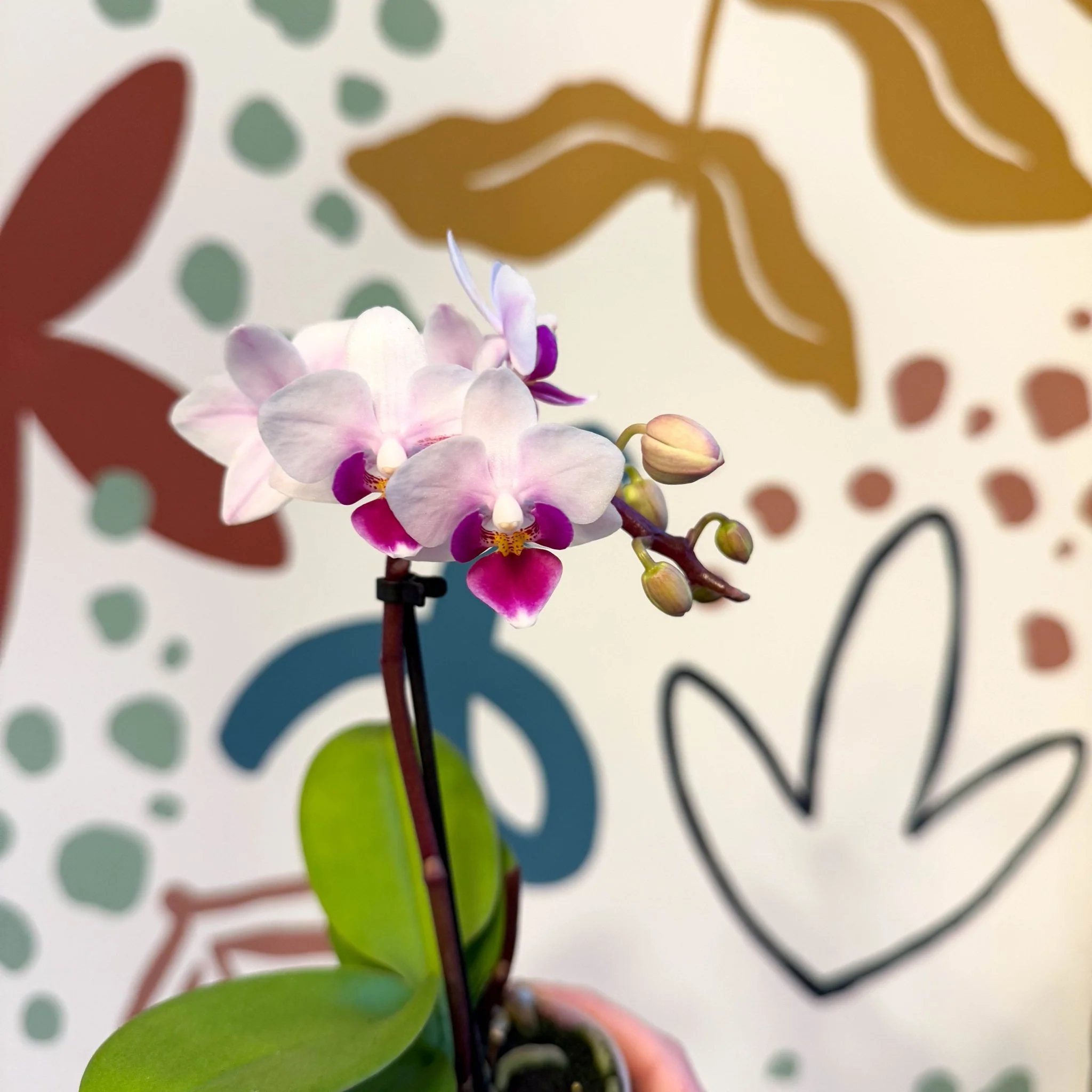 Phalaenopsis 'Alice' - Moth Orchid - Image 12