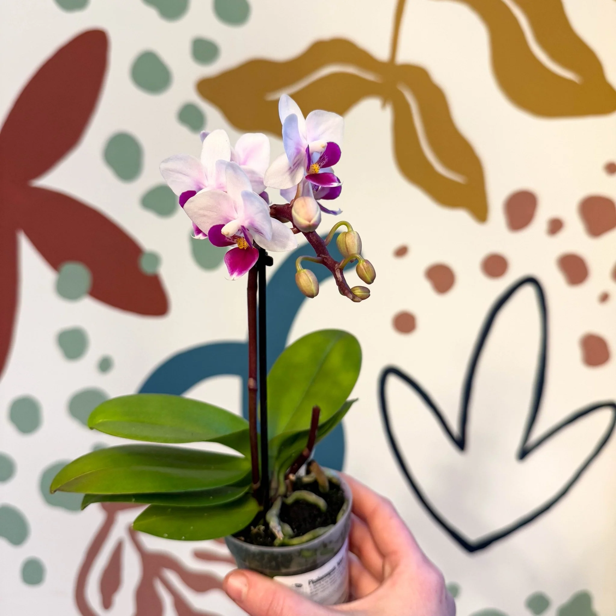Phalaenopsis 'Alice' - Moth Orchid - Image 8