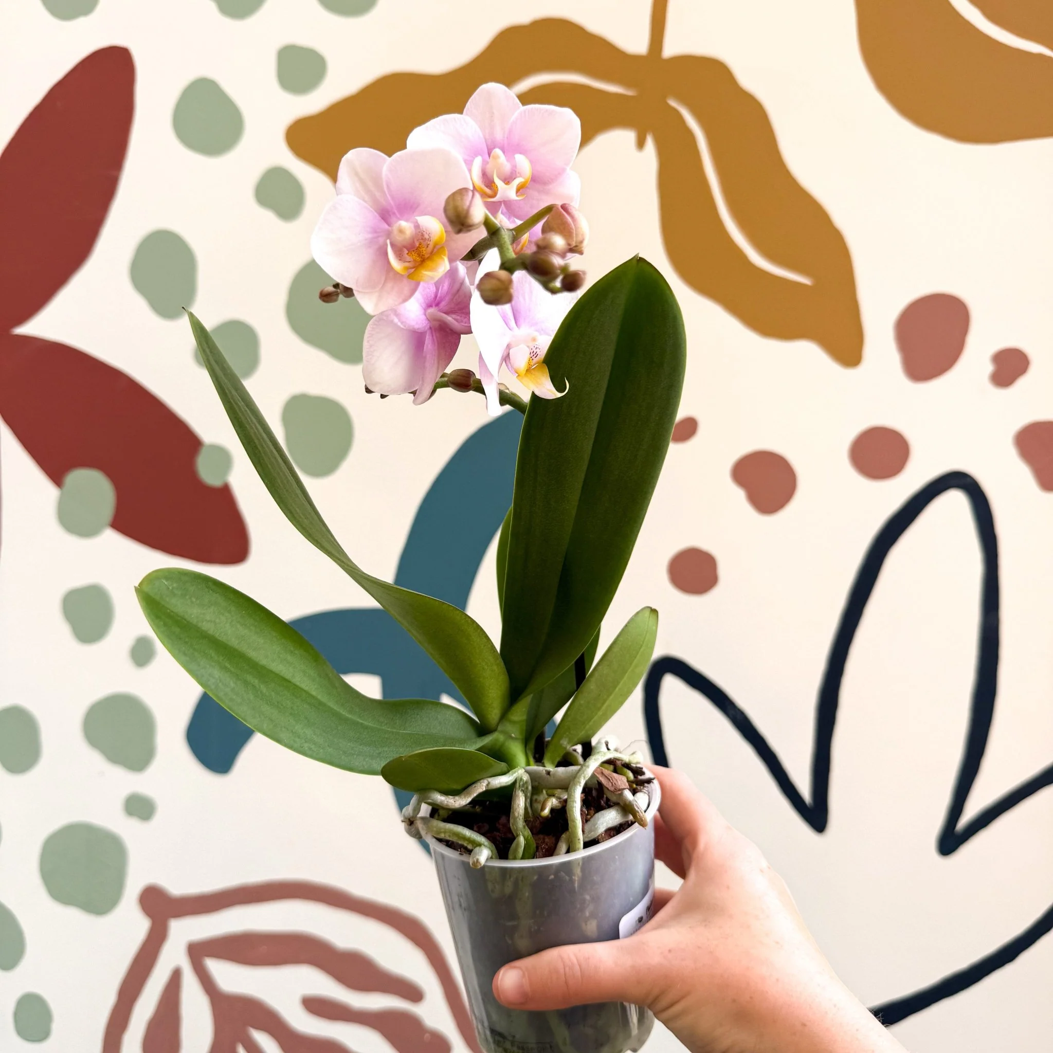 Phalaenopsis 'Andorra' - Pale Pink Moth Orchid - Image 10