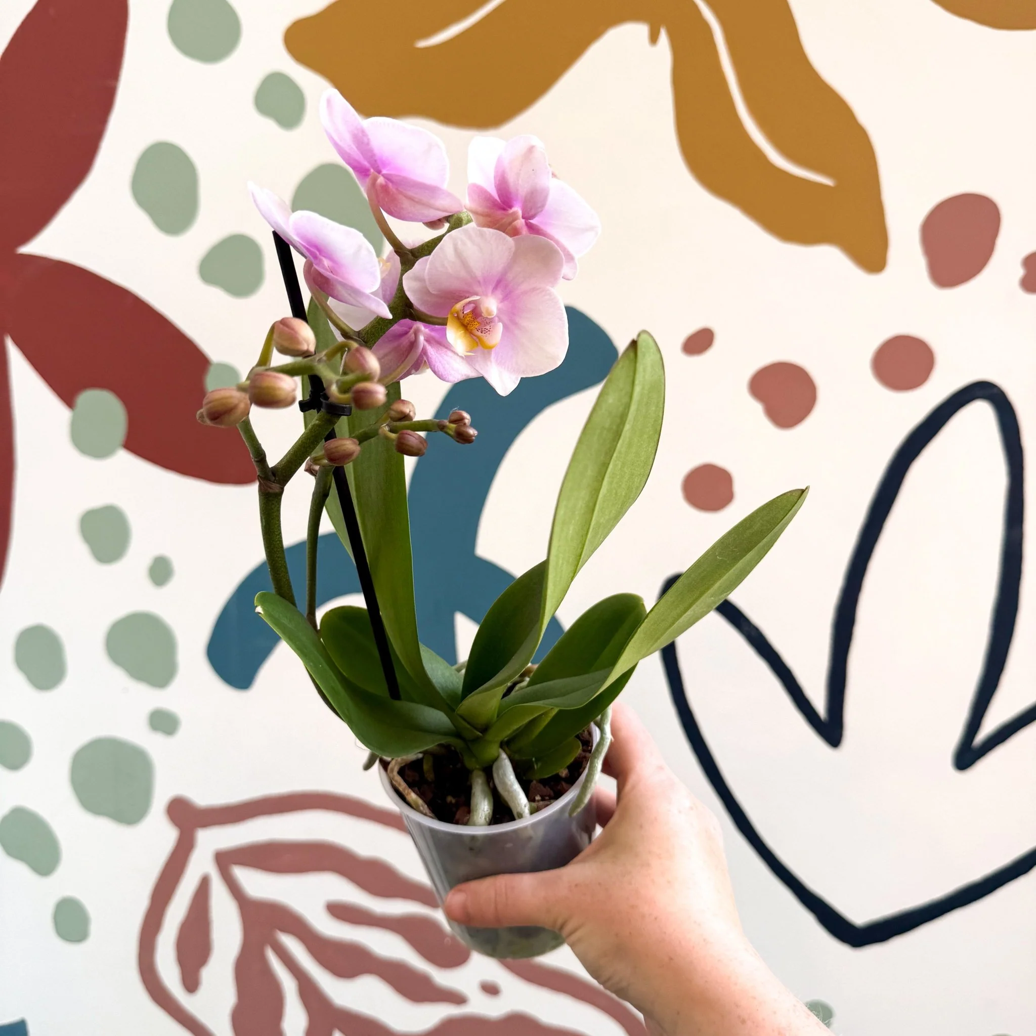 Phalaenopsis 'Andorra' - Pale Pink Moth Orchid - Image 2