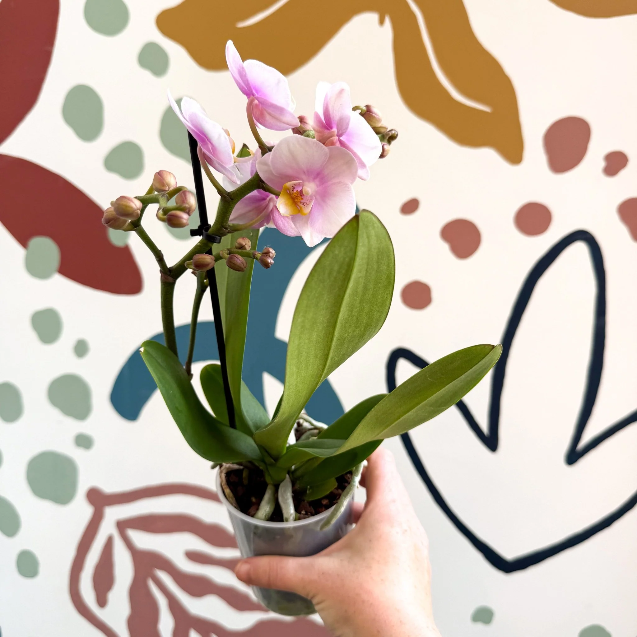 Phalaenopsis 'Andorra' - Pale Pink Moth Orchid - Image 3