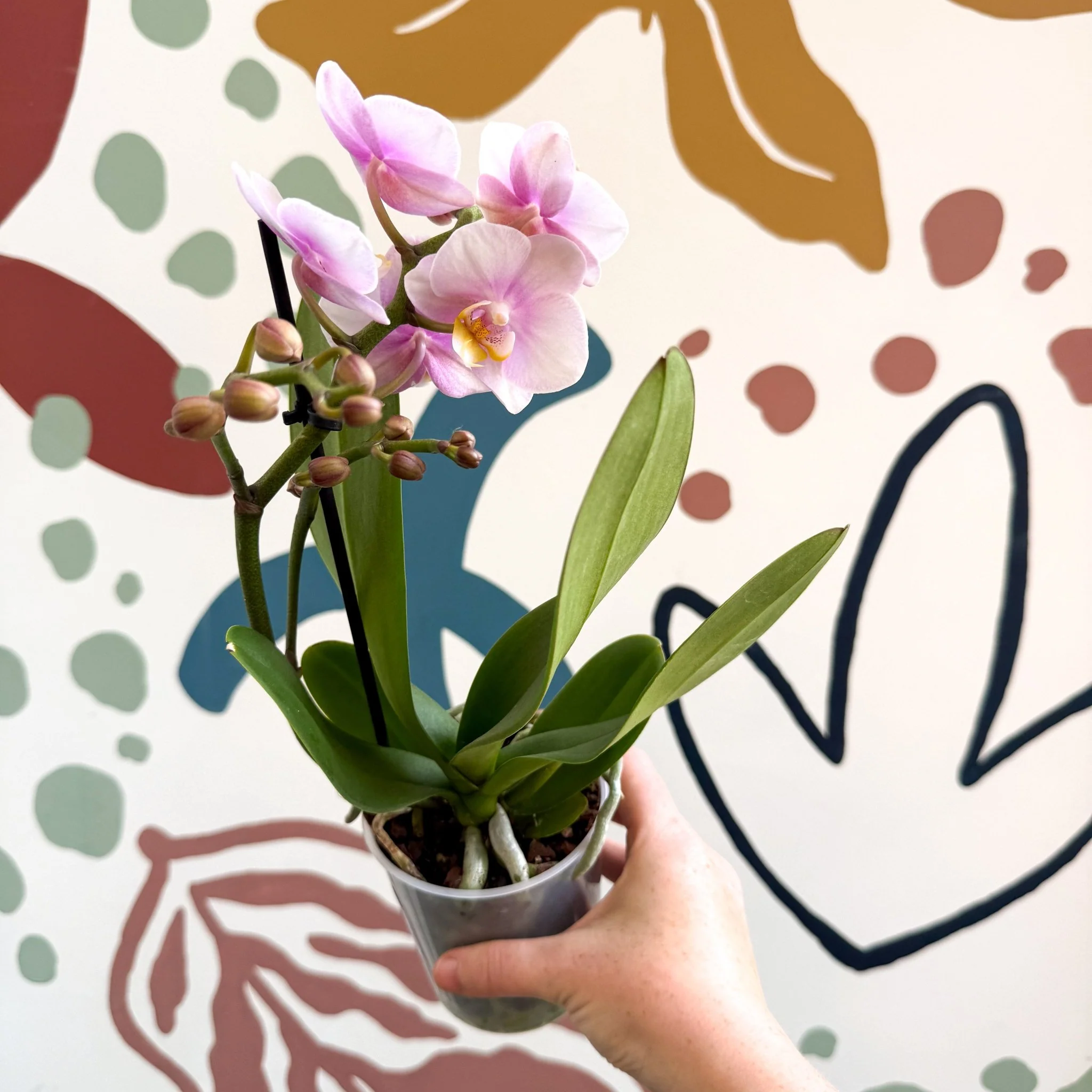 Phalaenopsis 'Andorra' - Pale Pink Moth Orchid - Image 4