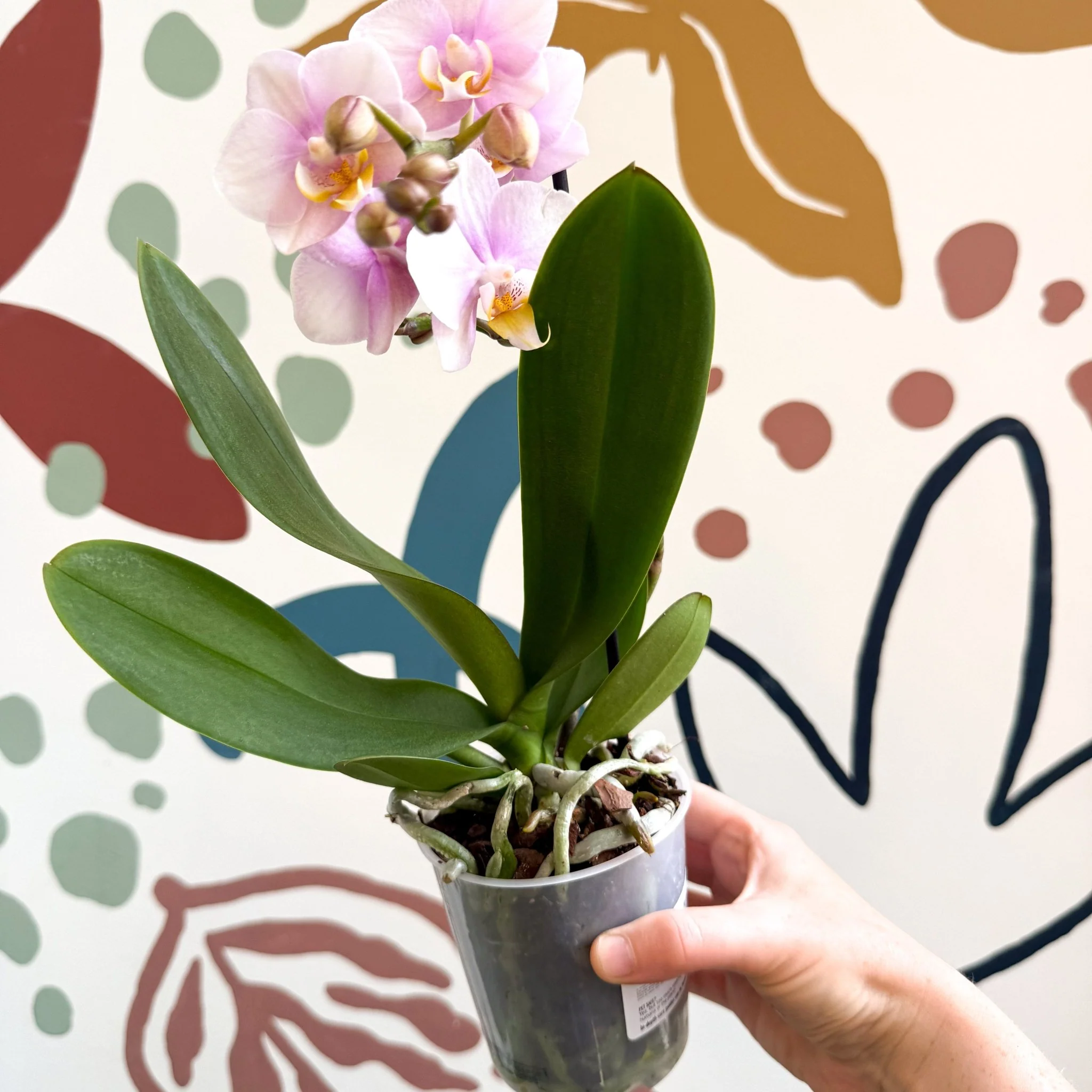 Phalaenopsis 'Andorra' - Pale Pink Moth Orchid - Image 7