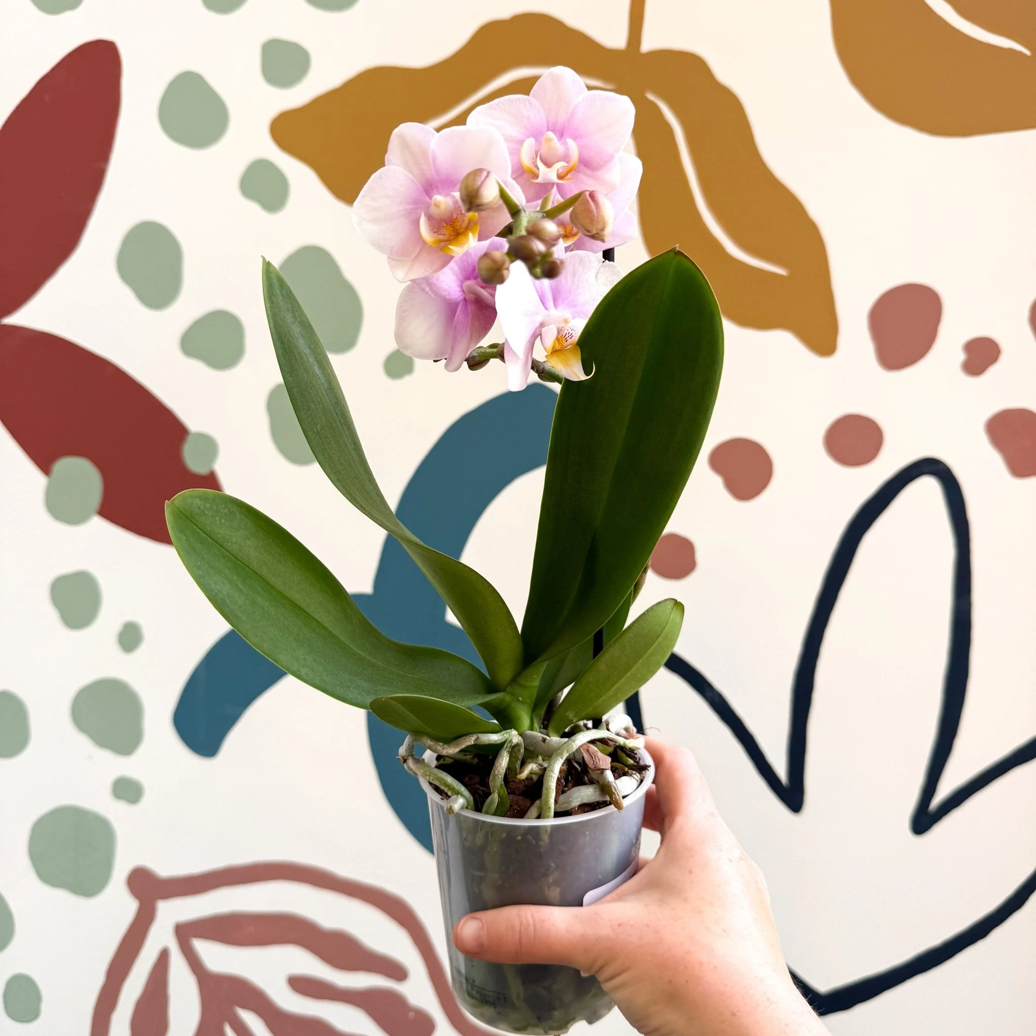 Phalaenopsis 'Andorra' - Pale Pink Moth Orchid - Image 9