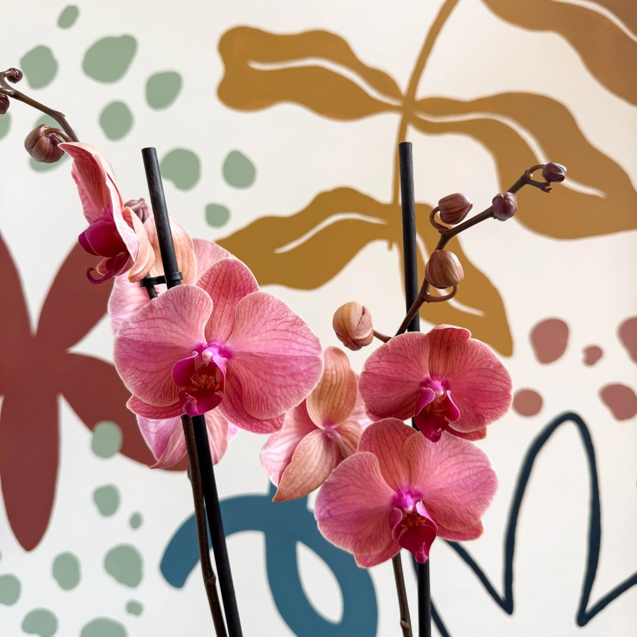 Phalaenopsis 'Anthura Narbonne' - Peach Pink Moth Orchid