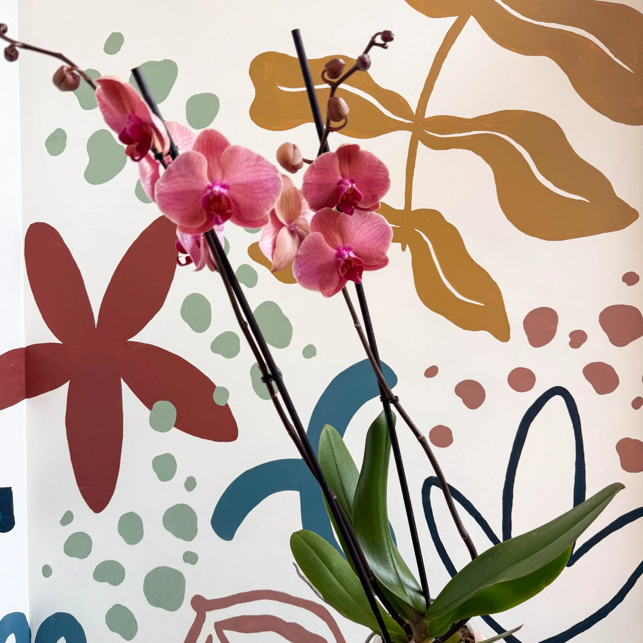 Phalaenopsis 'Anthura Narbonne' - Peach Pink Moth Orchid - Image 2